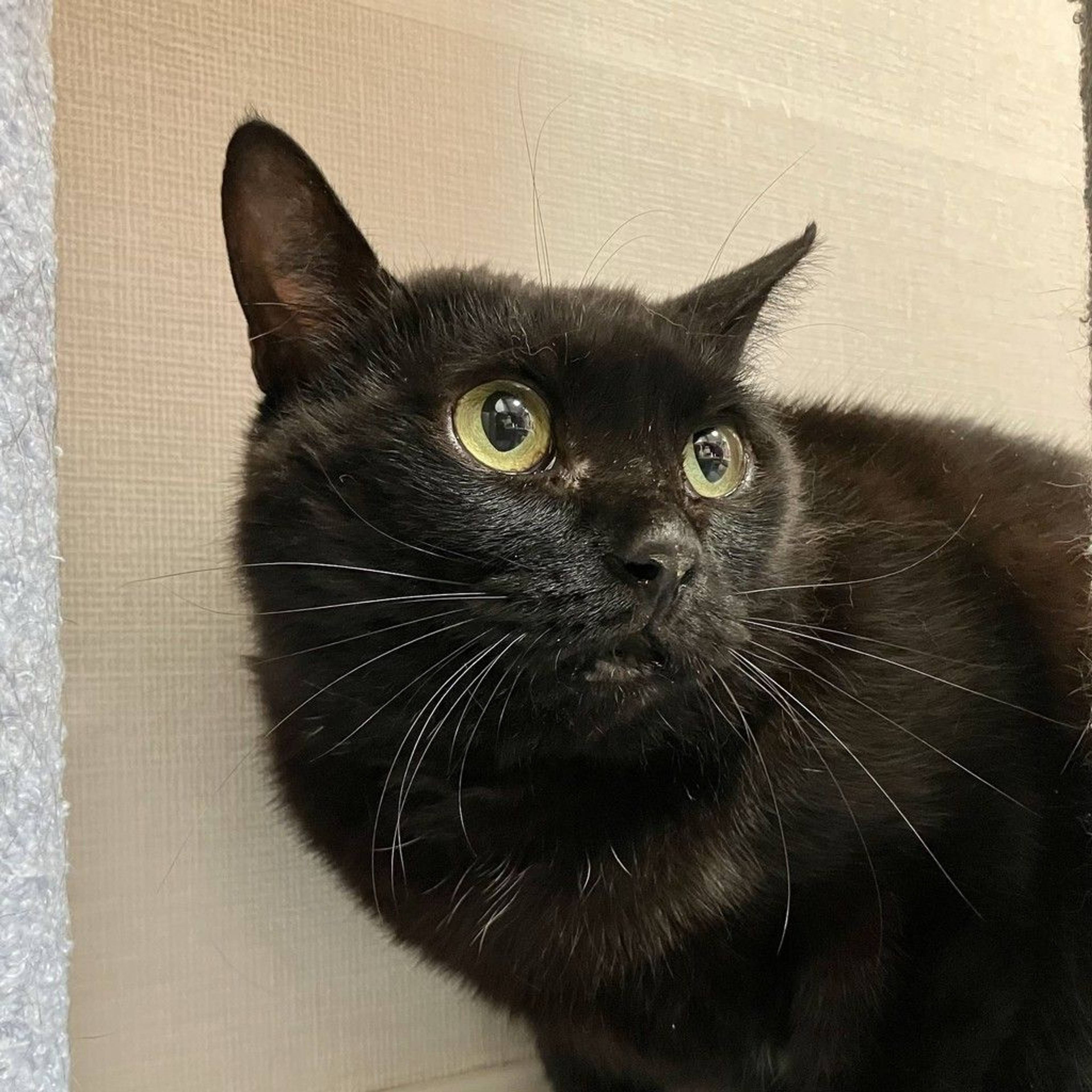 雑種（ミックス猫）・メスの里親募集の写真