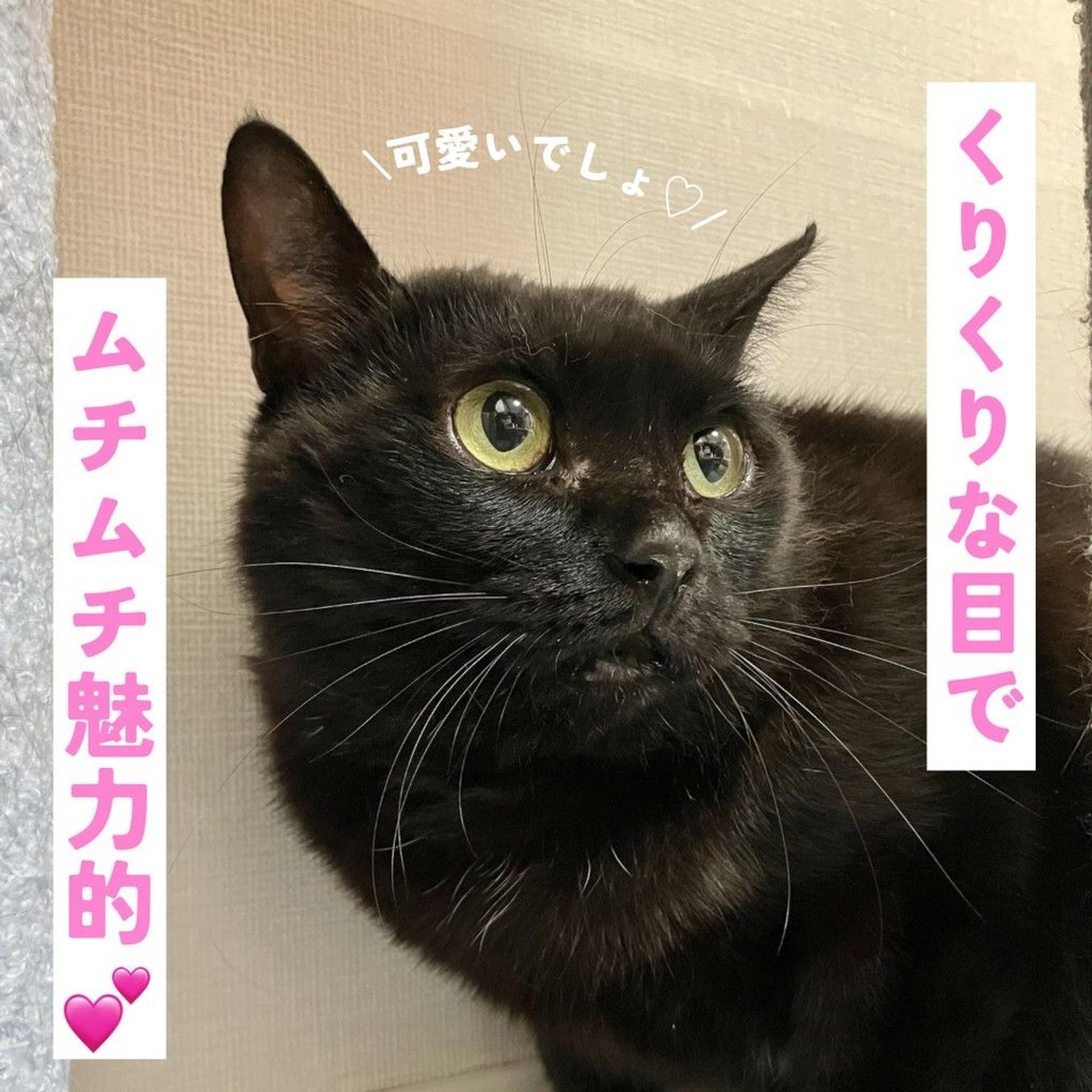 pet-image-3