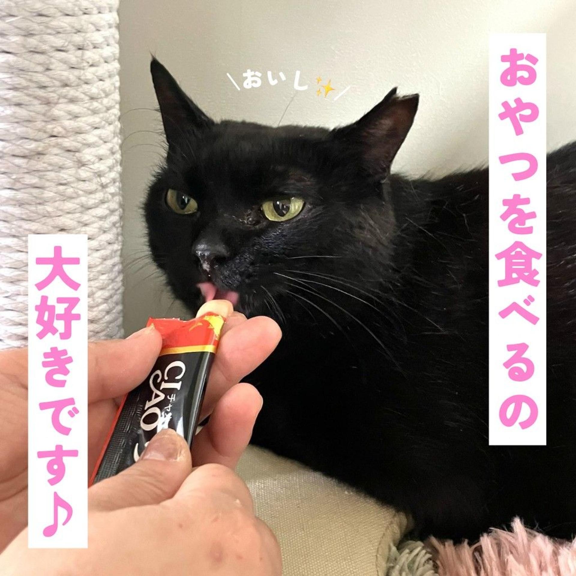pet-image-4