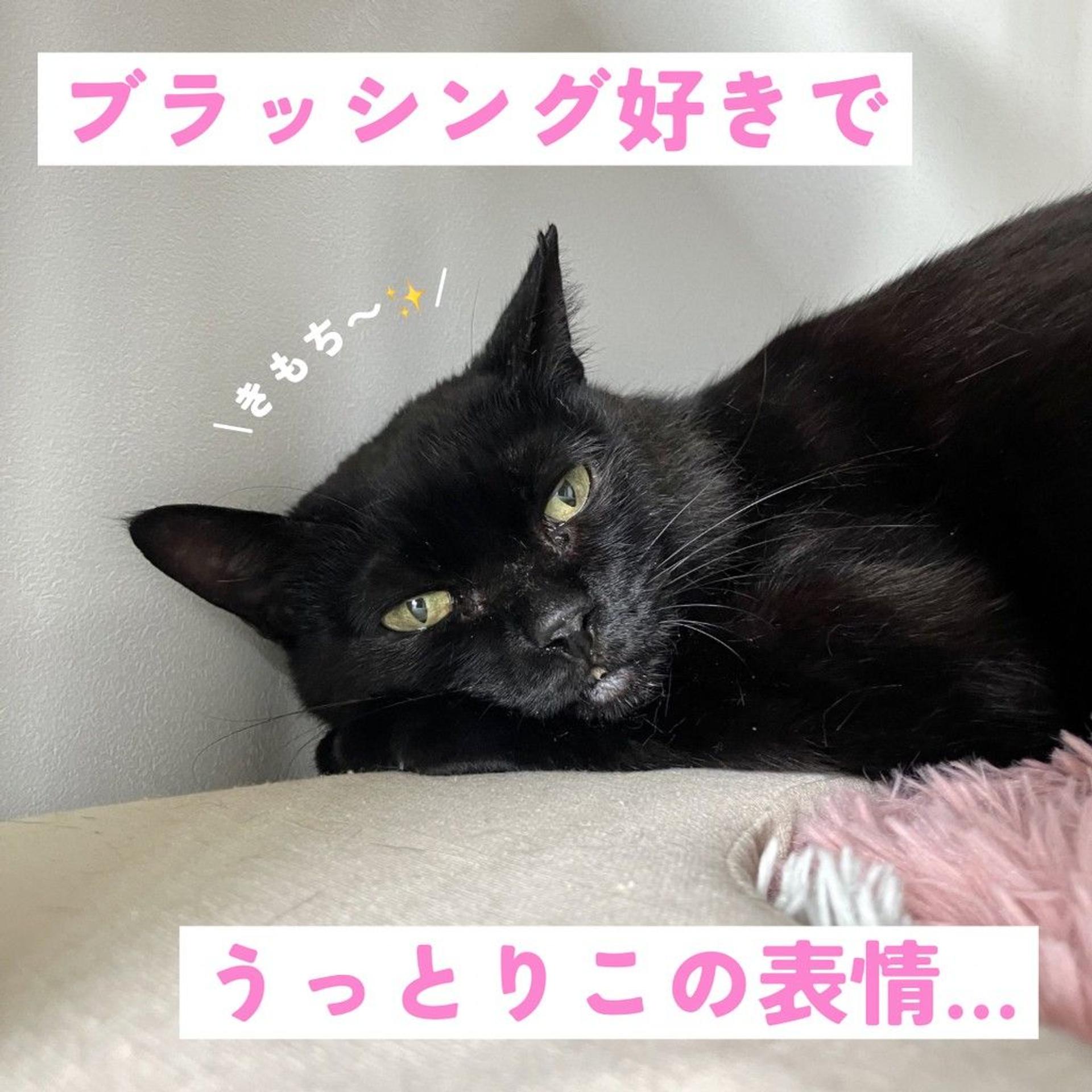 pet-image-5