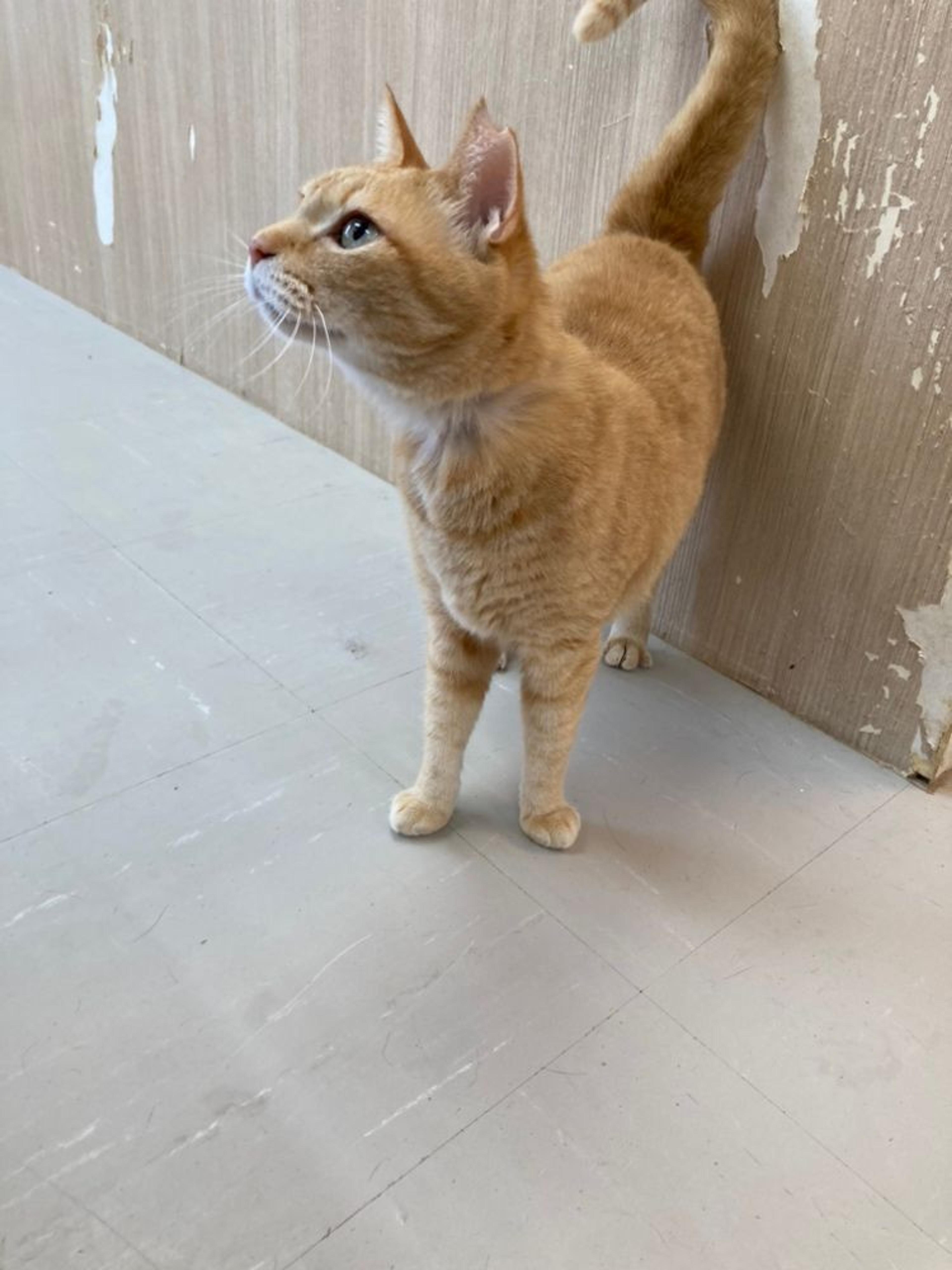 pet-image-2