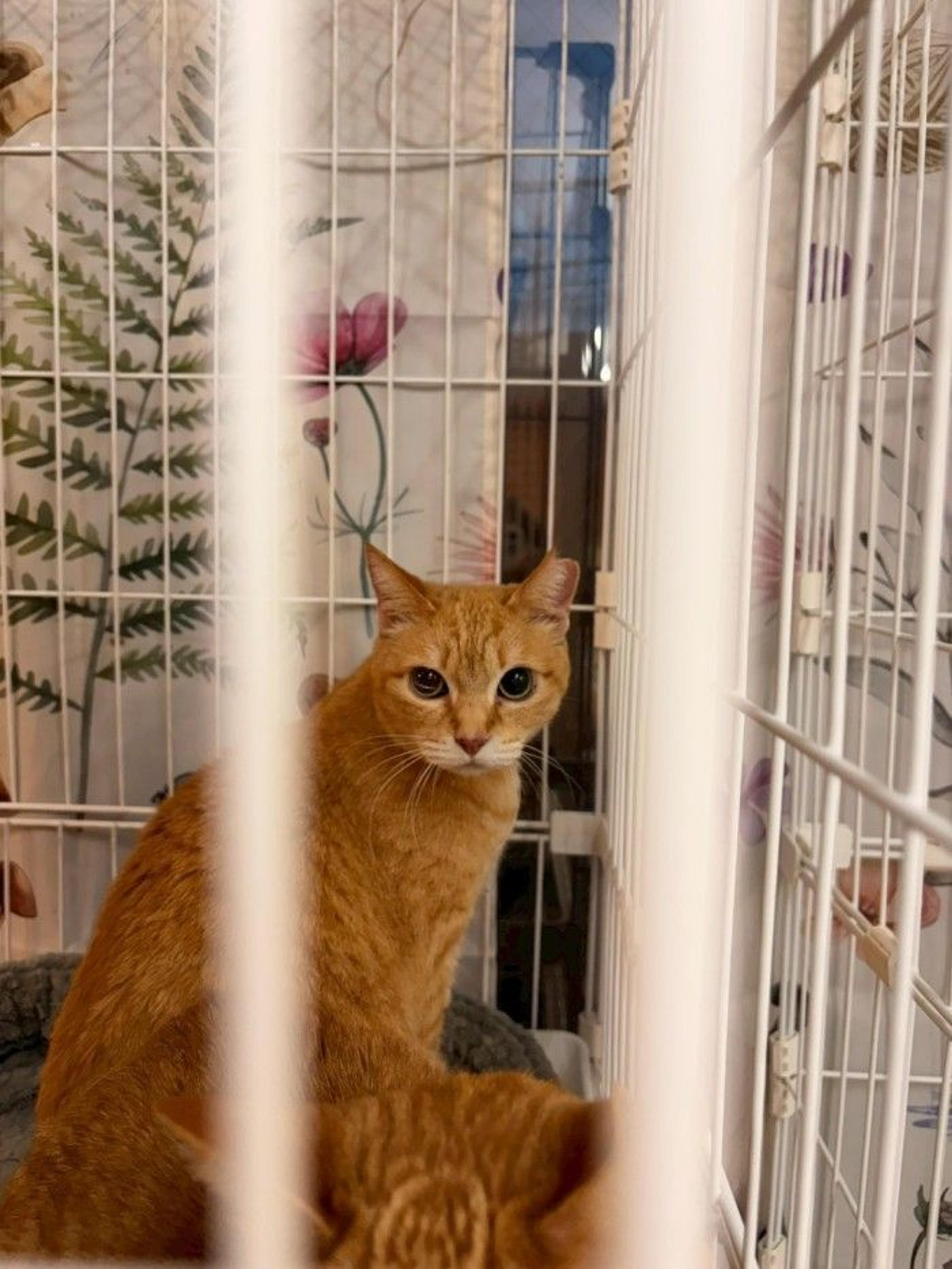 pet-image-7