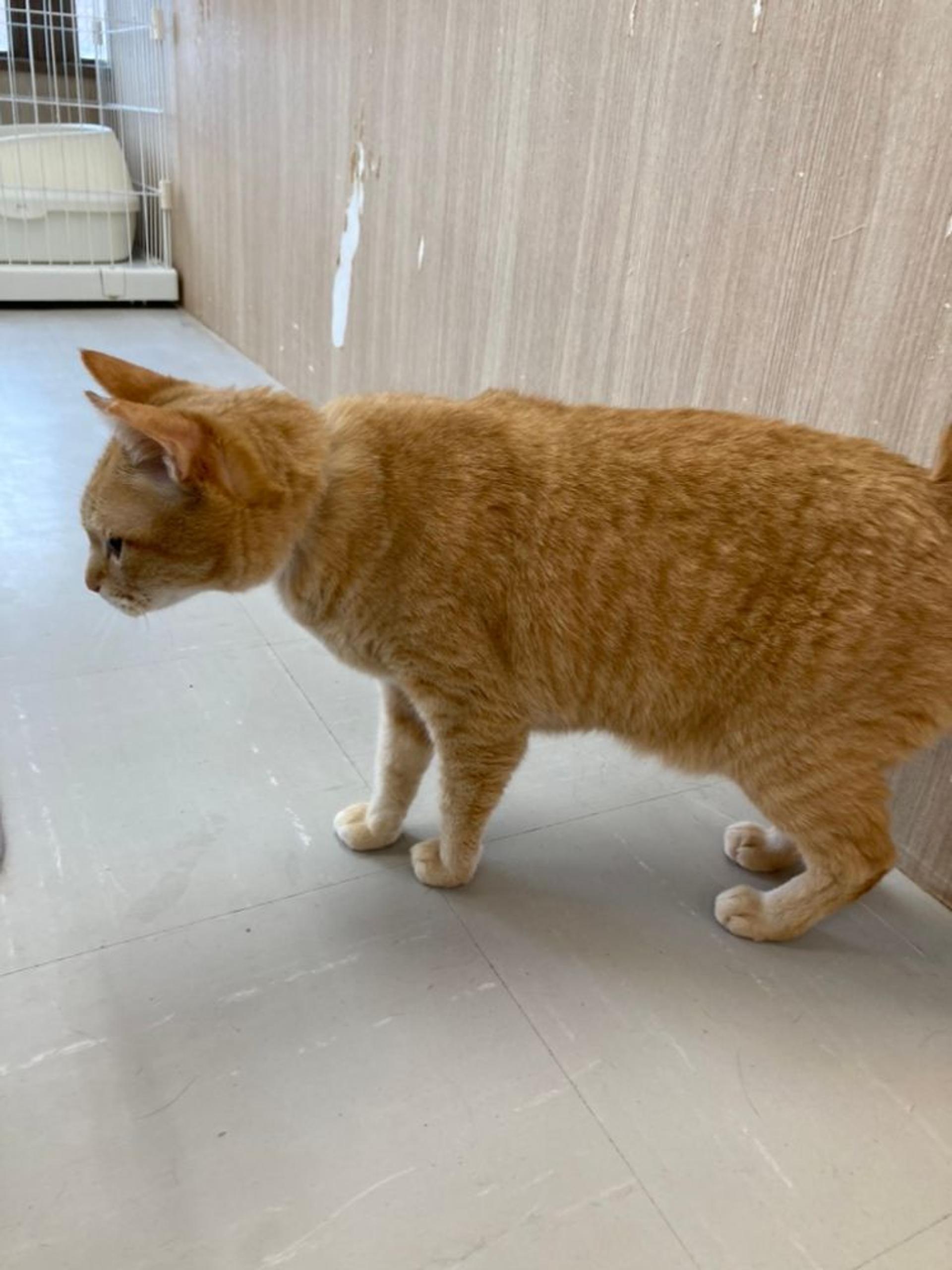pet-image-5