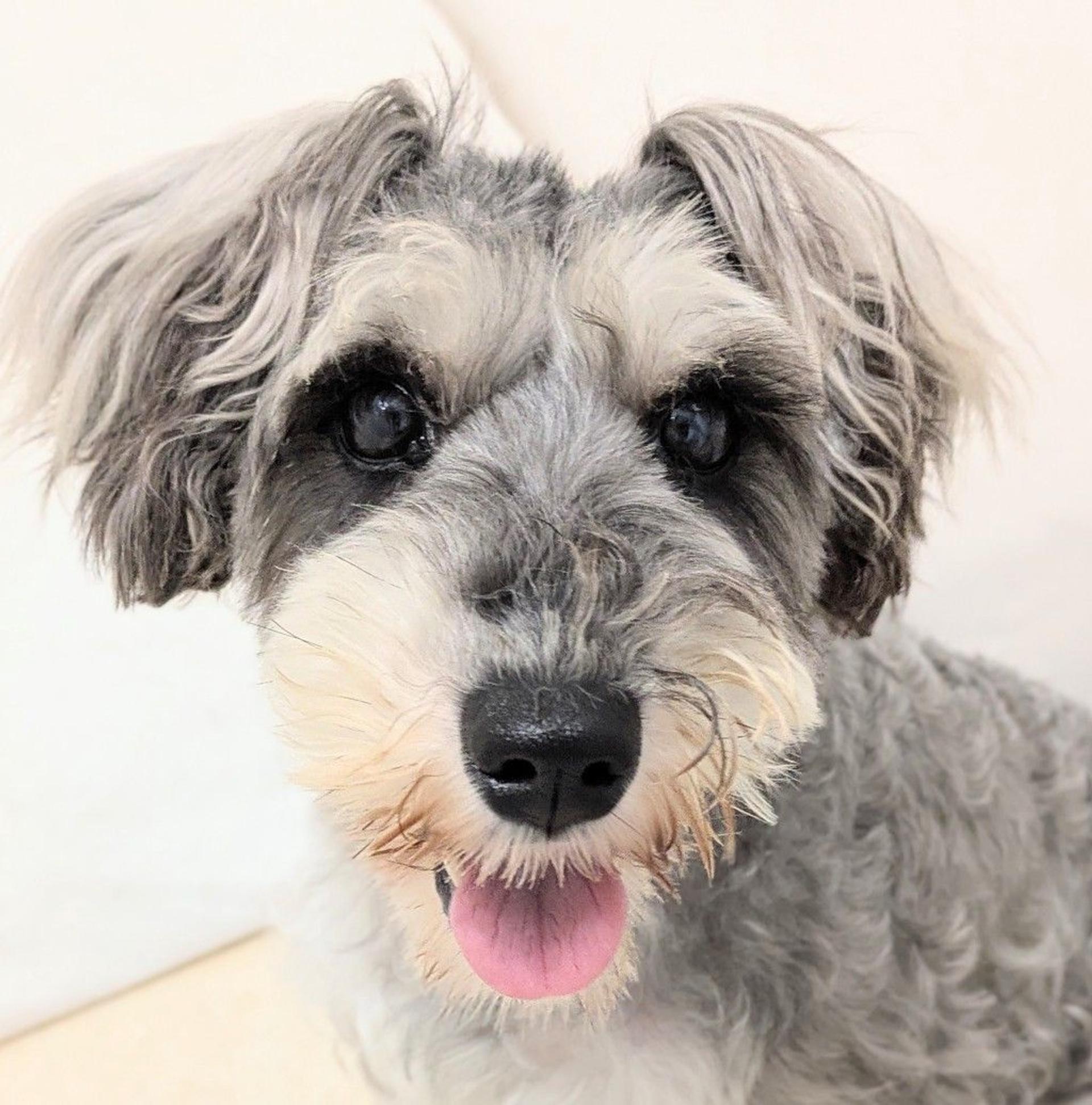 pet-image-2