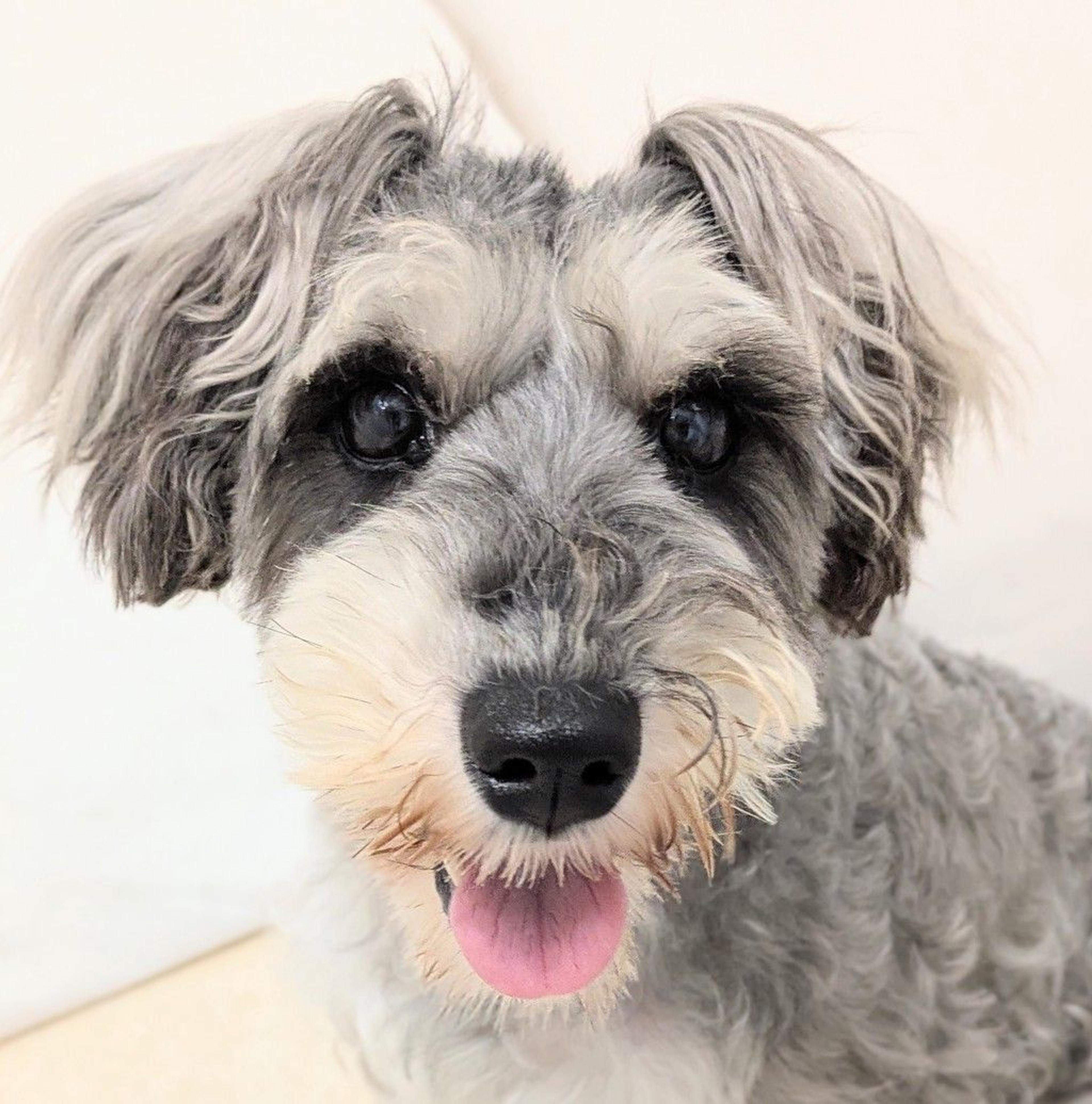 pet-image-2
