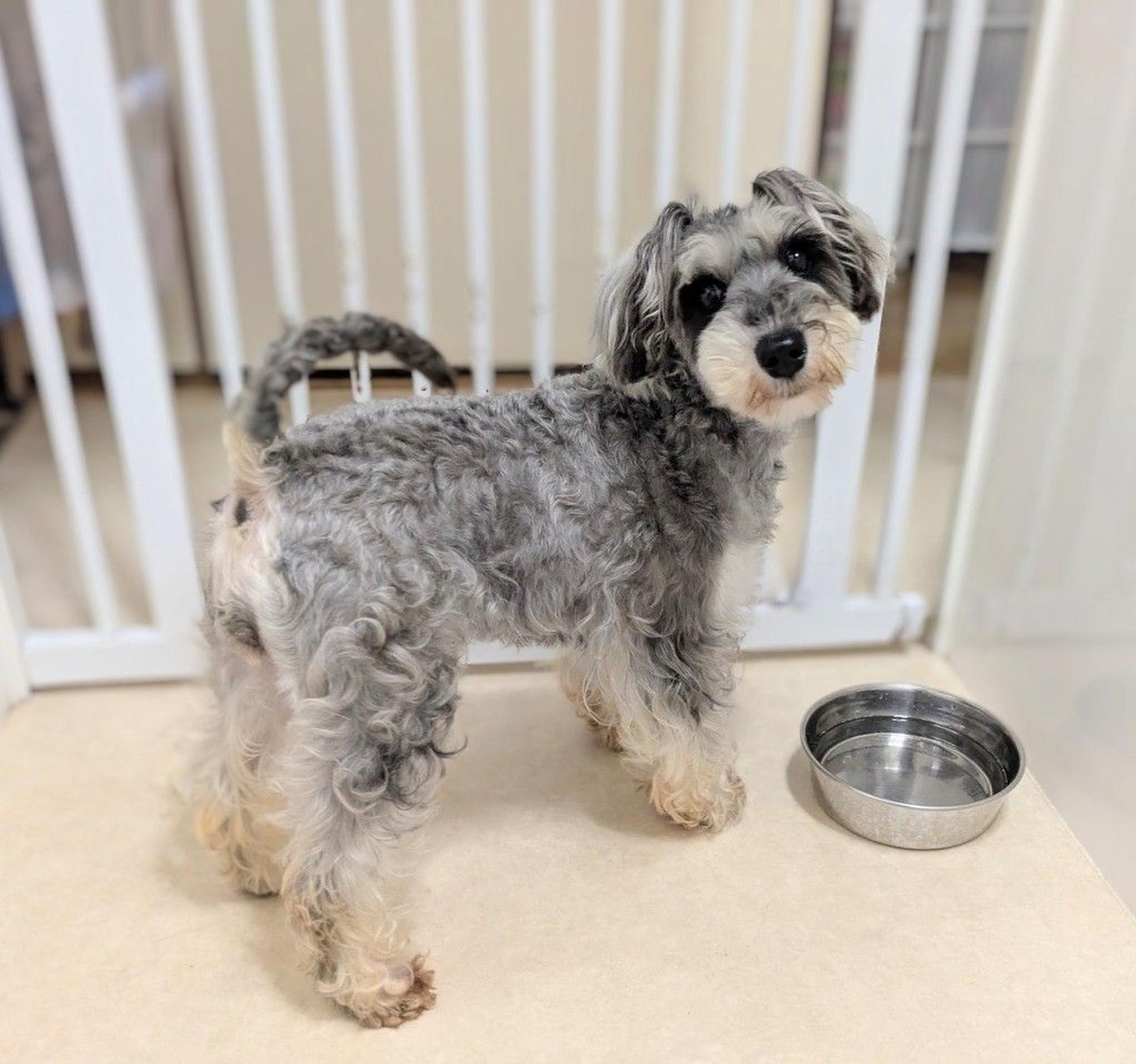pet-image-5