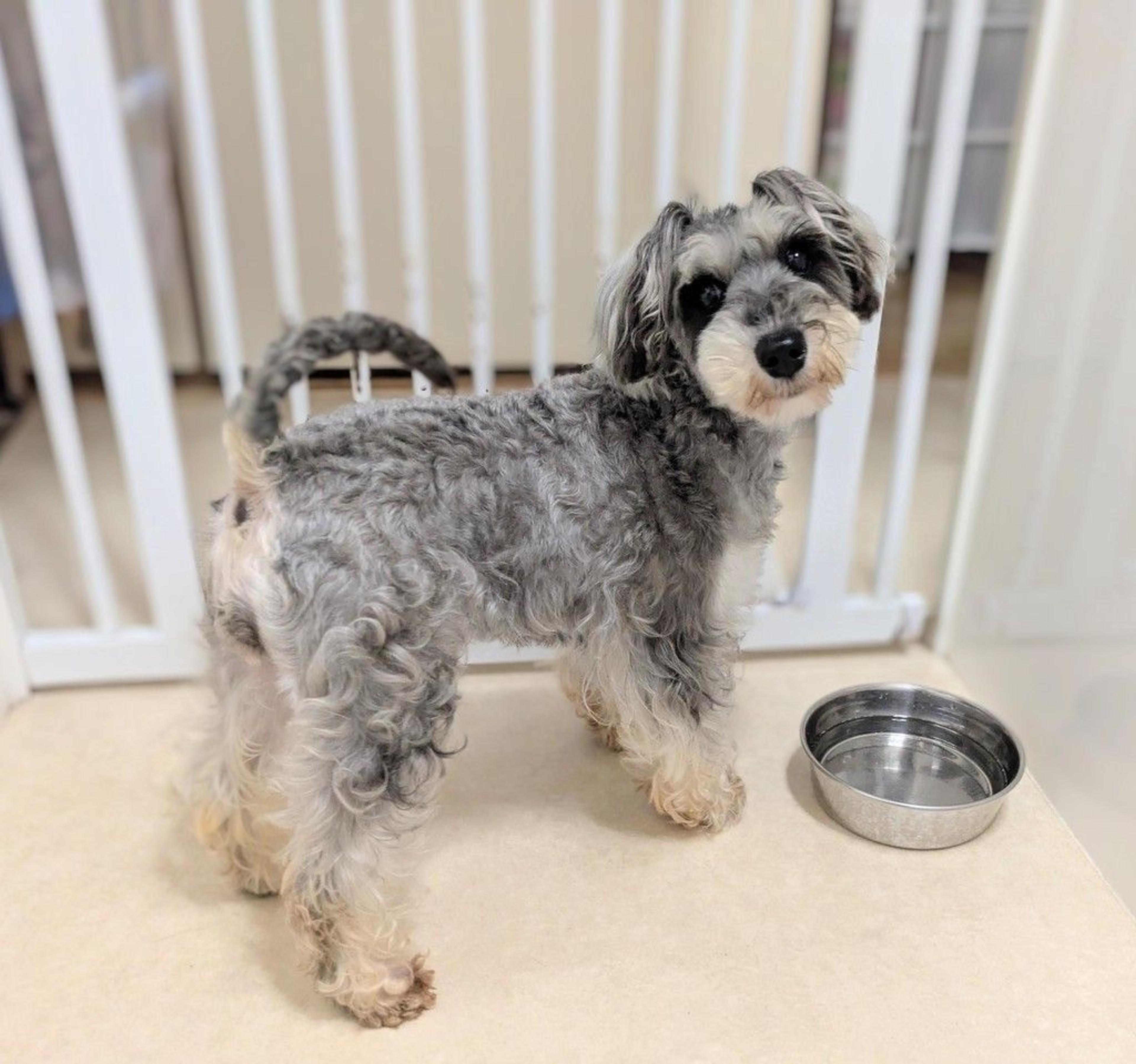 pet-image-5