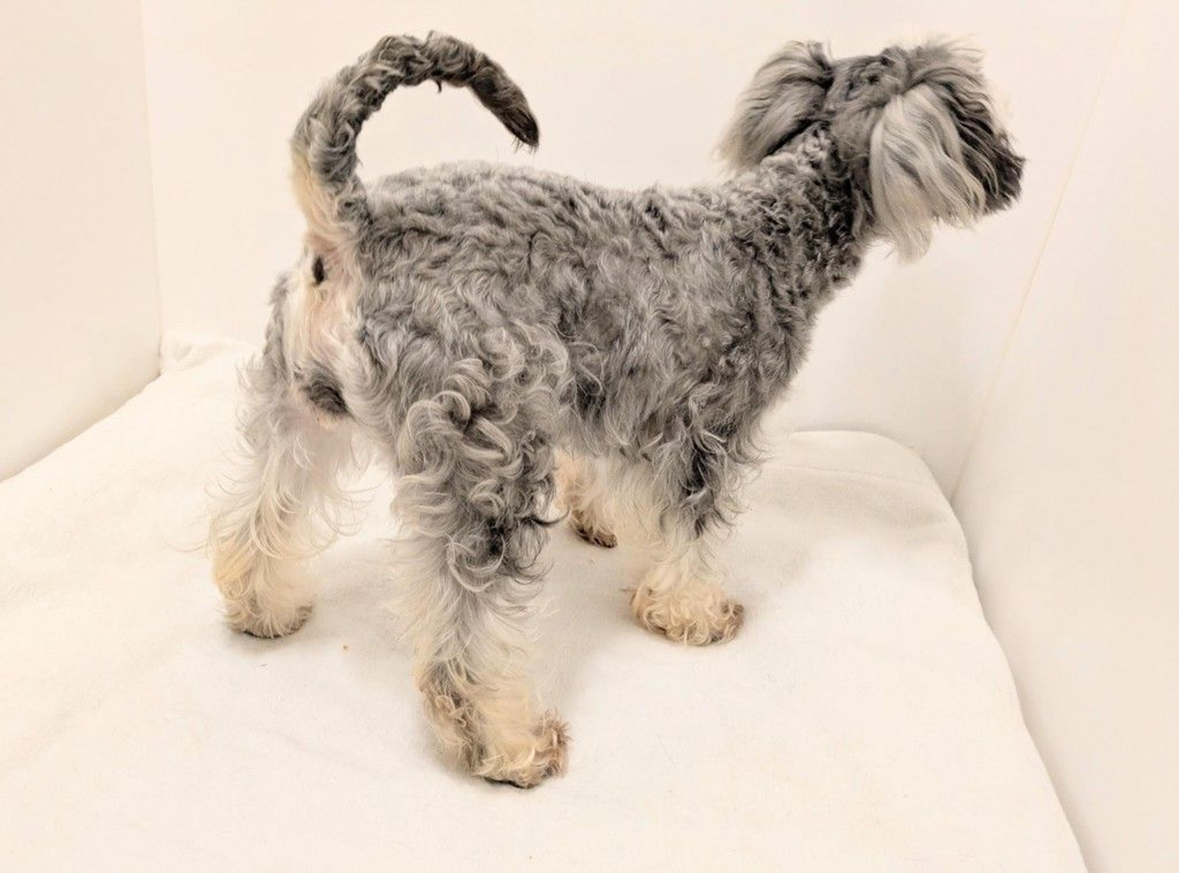 pet-image-6