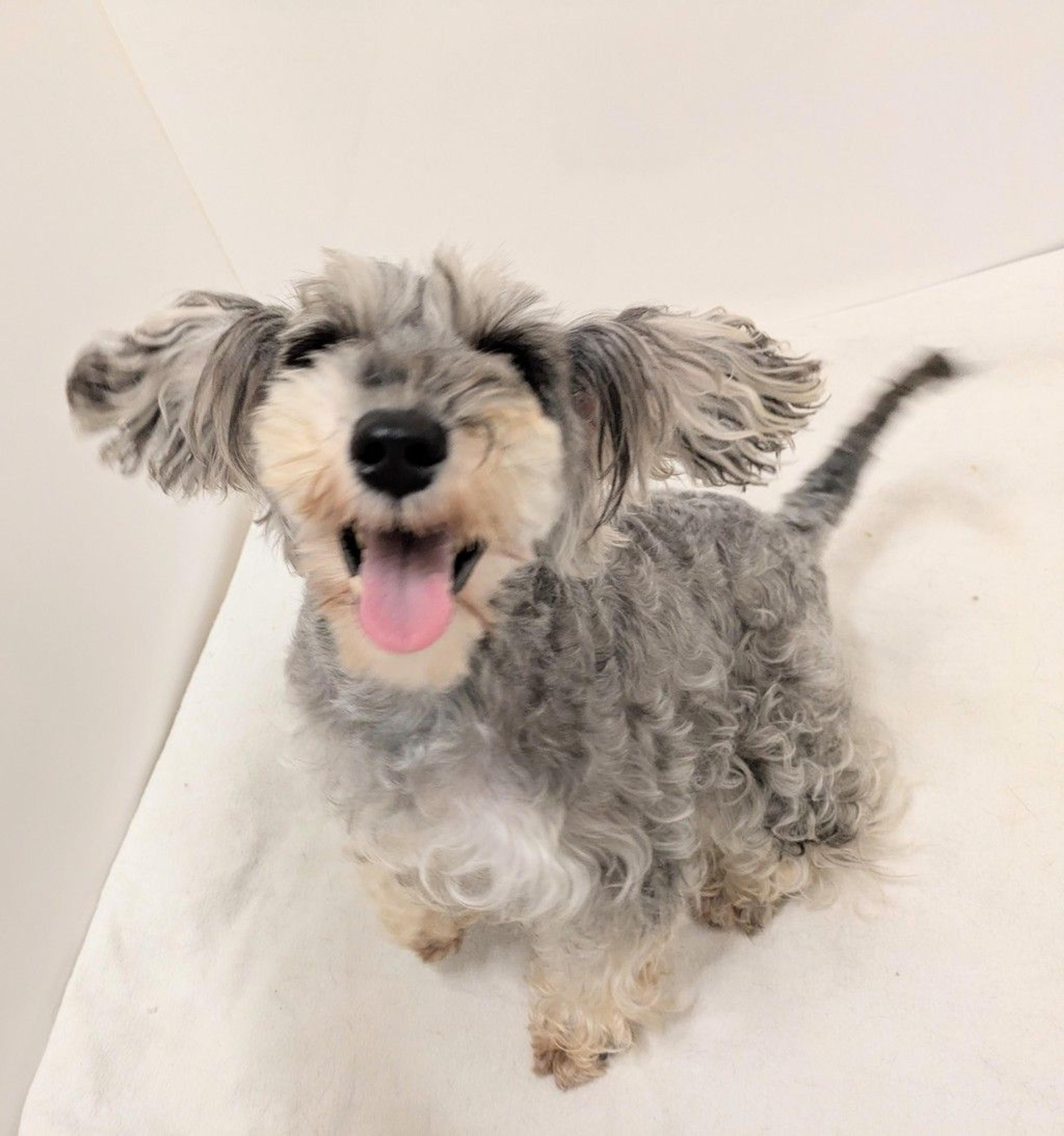 pet-image-8