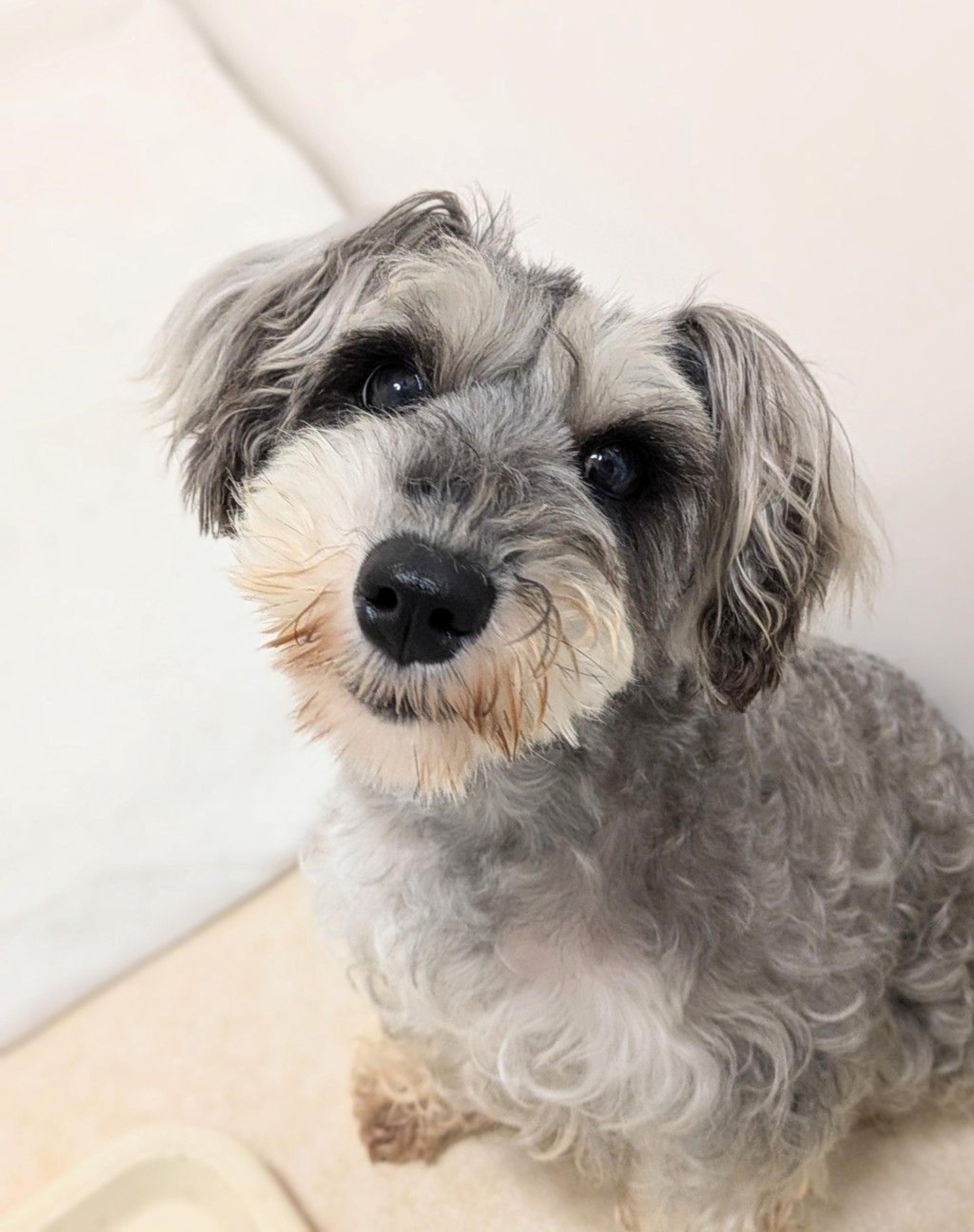 pet-image-9