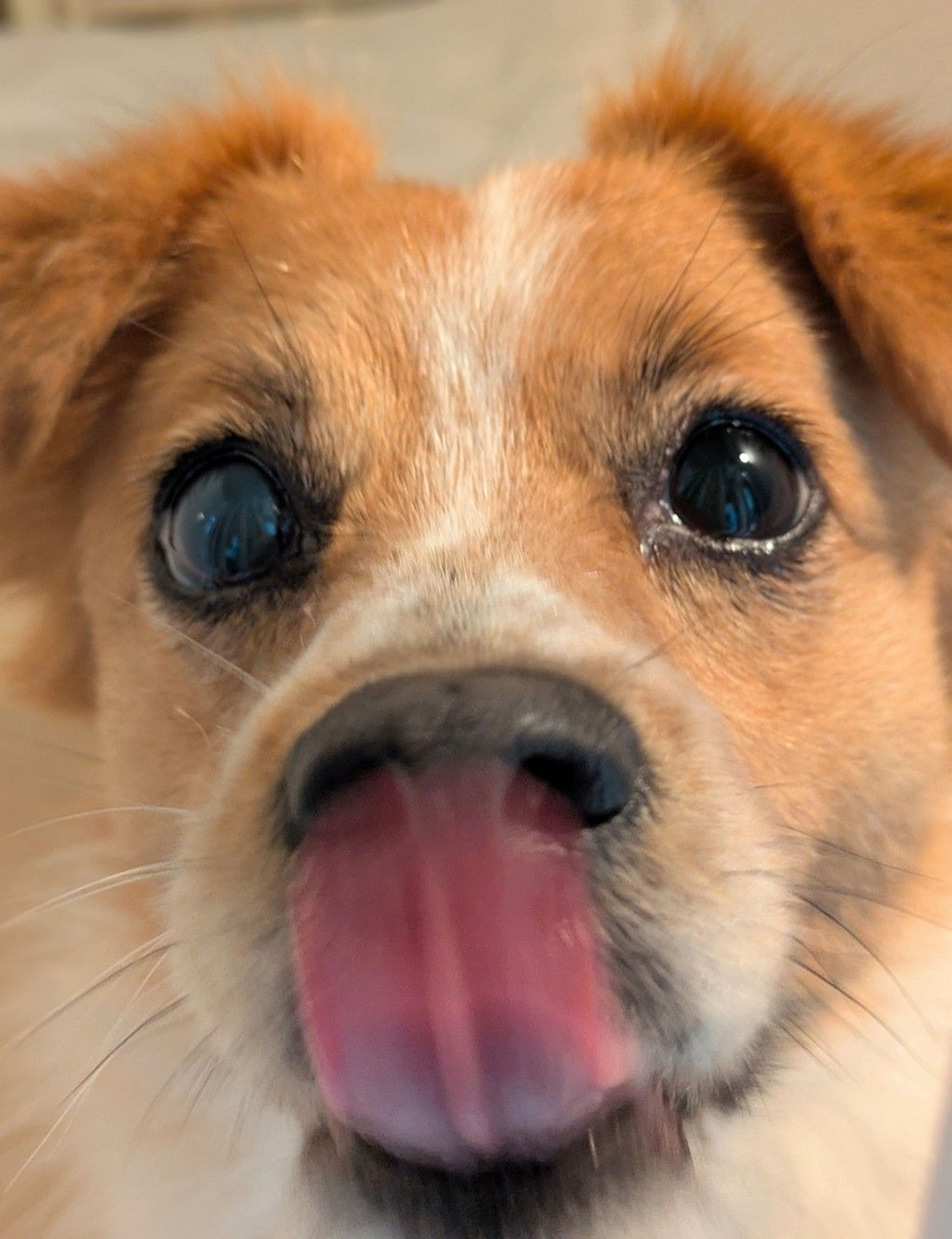 pet-image-2