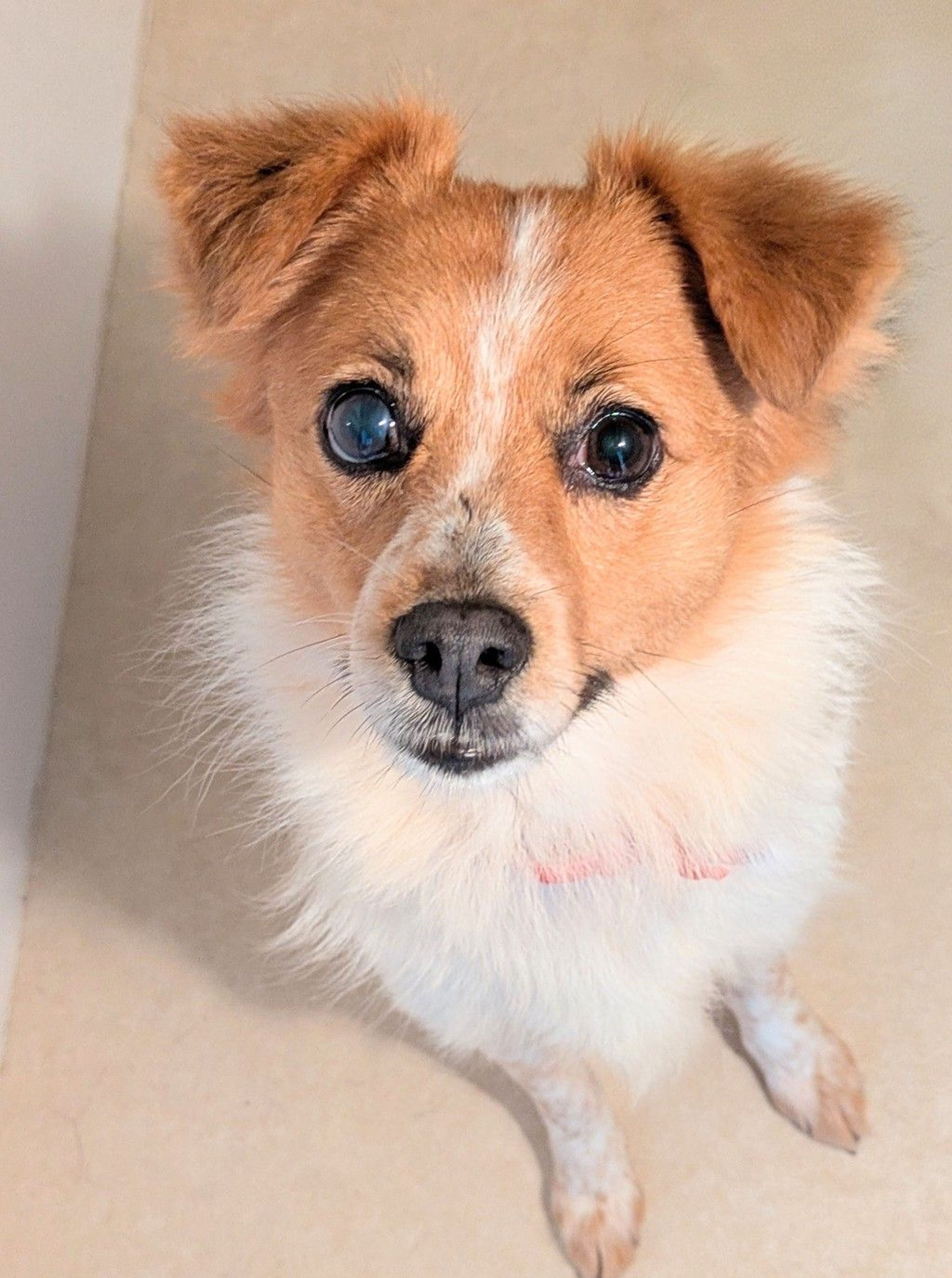 pet-image-4