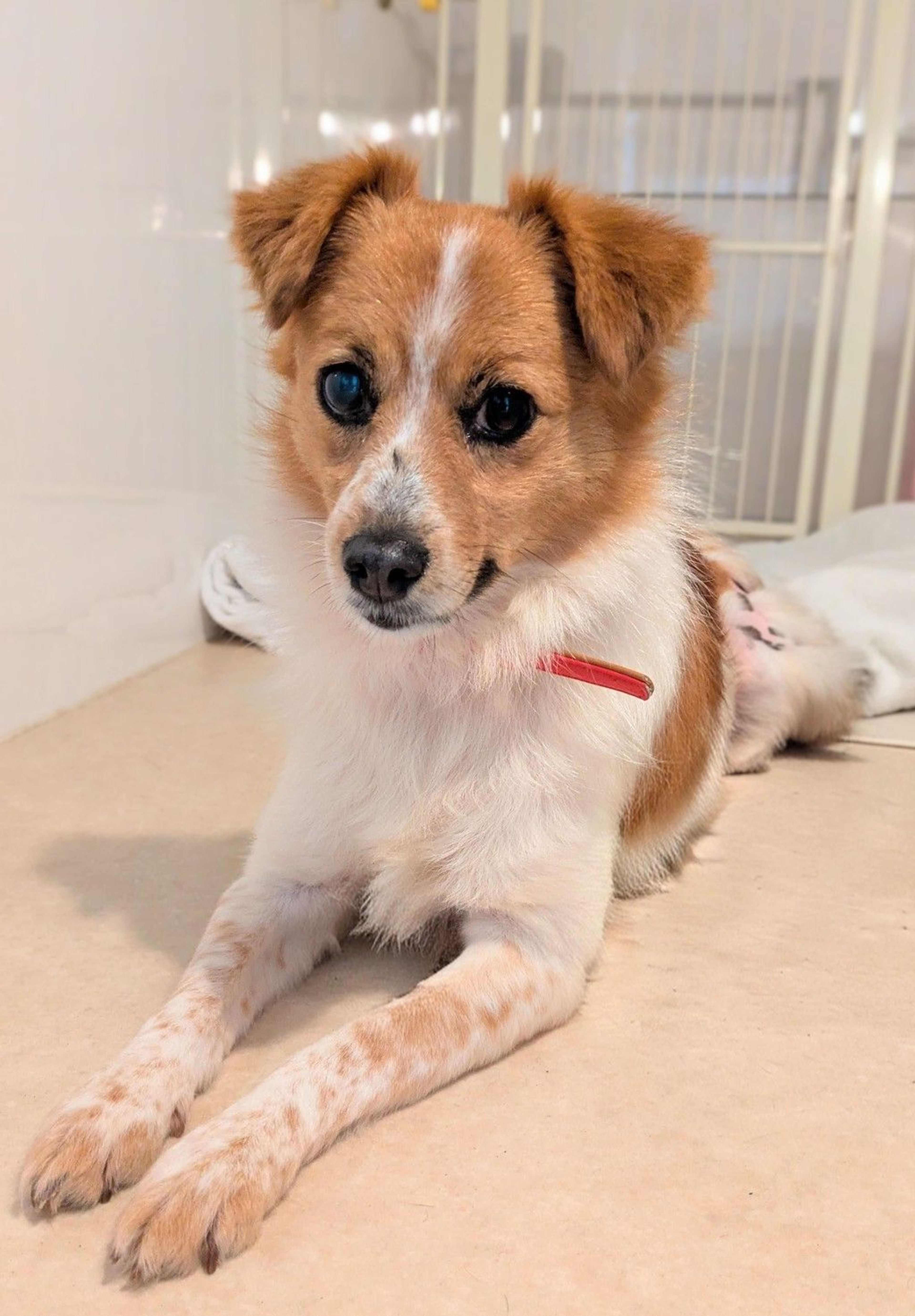 pet-image-5