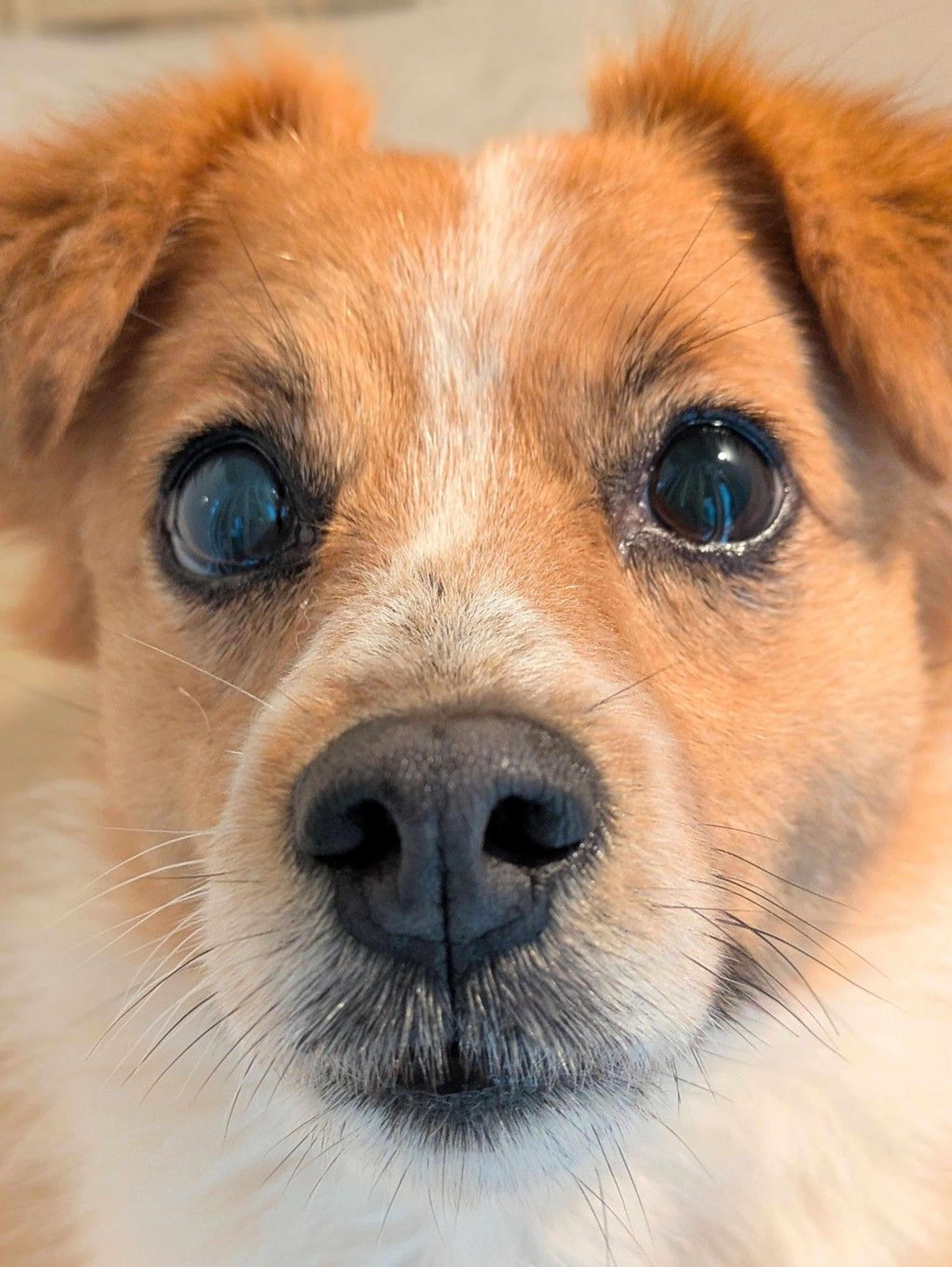pet-image-7