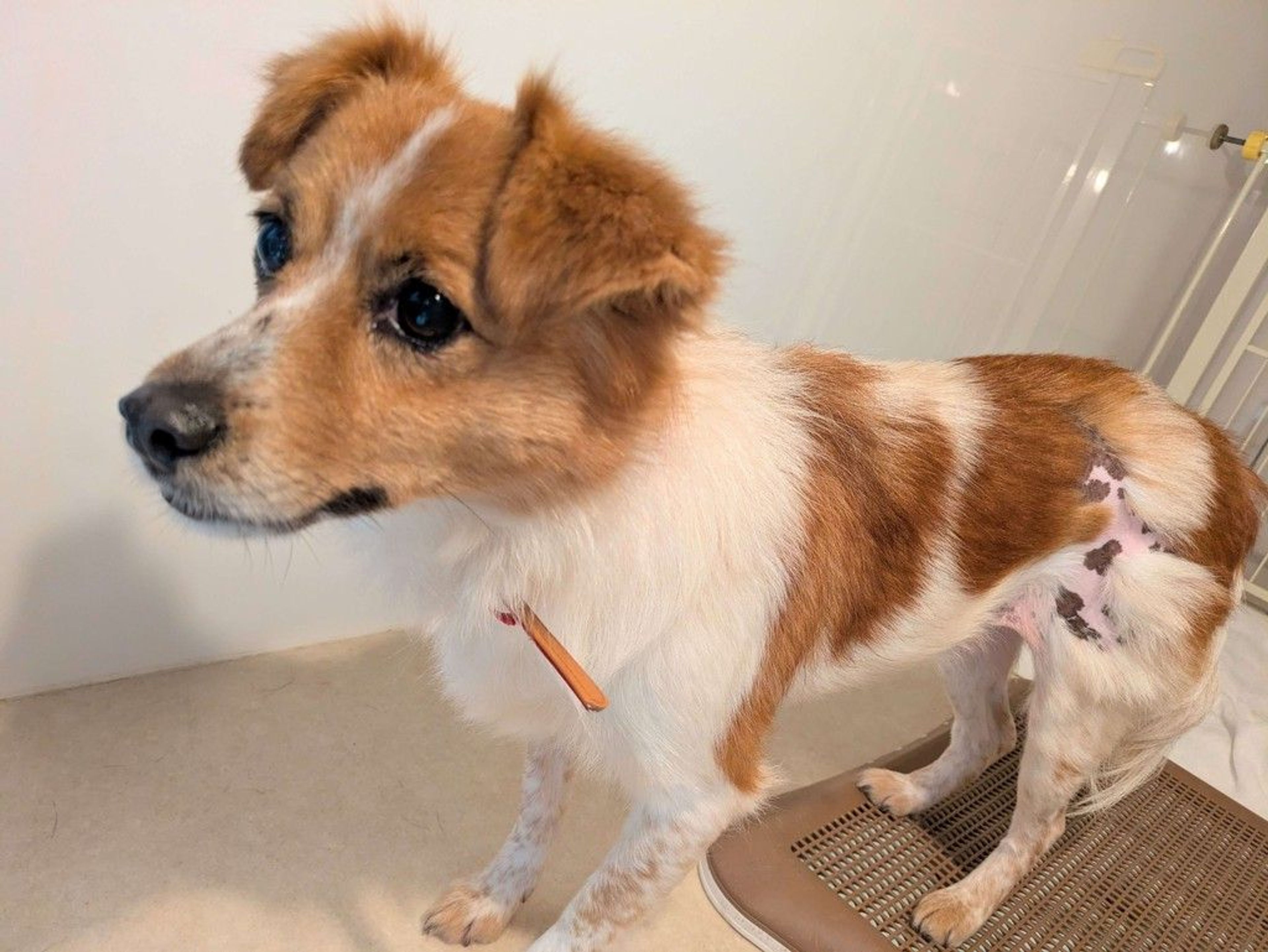 pet-image-8