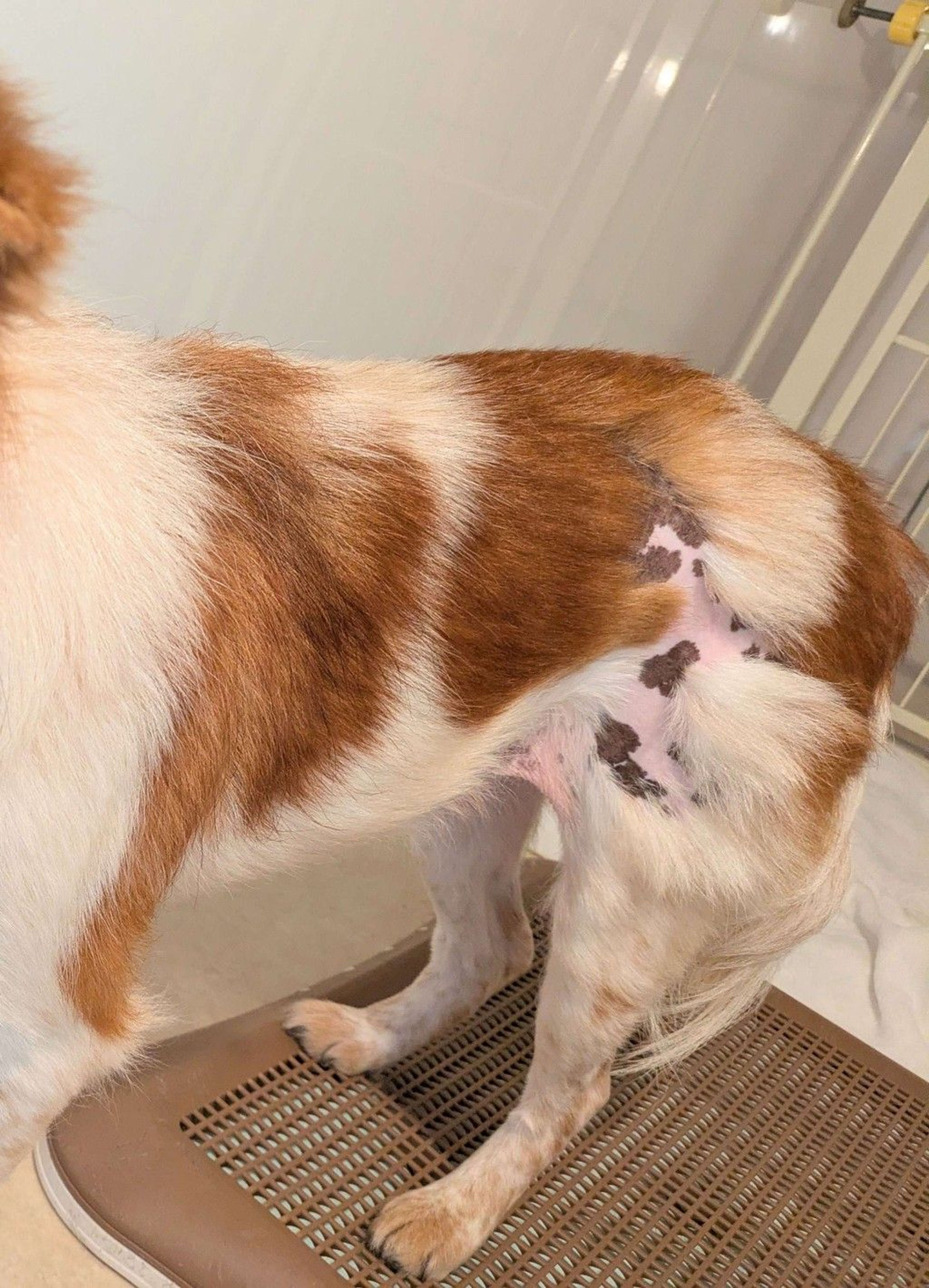 pet-image-9
