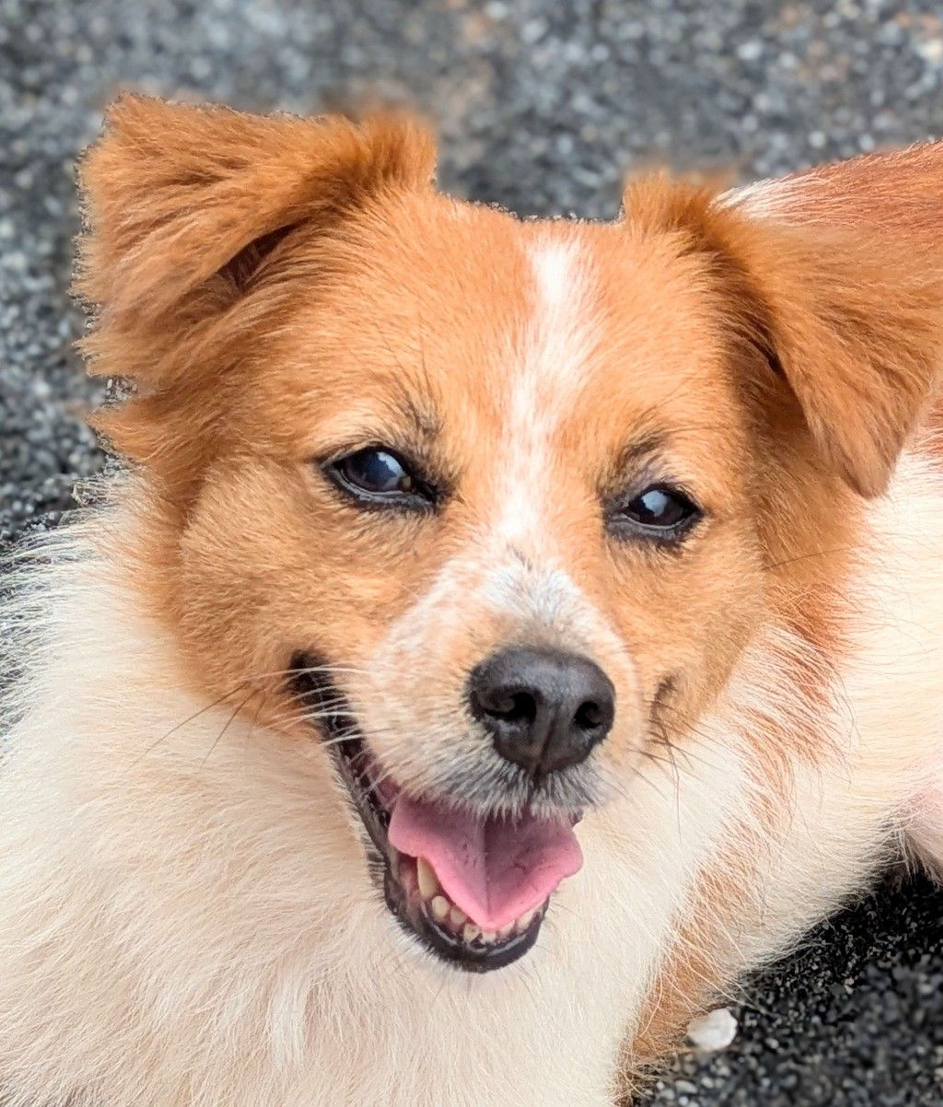雑種（ミックス犬）・メスの里親募集の写真