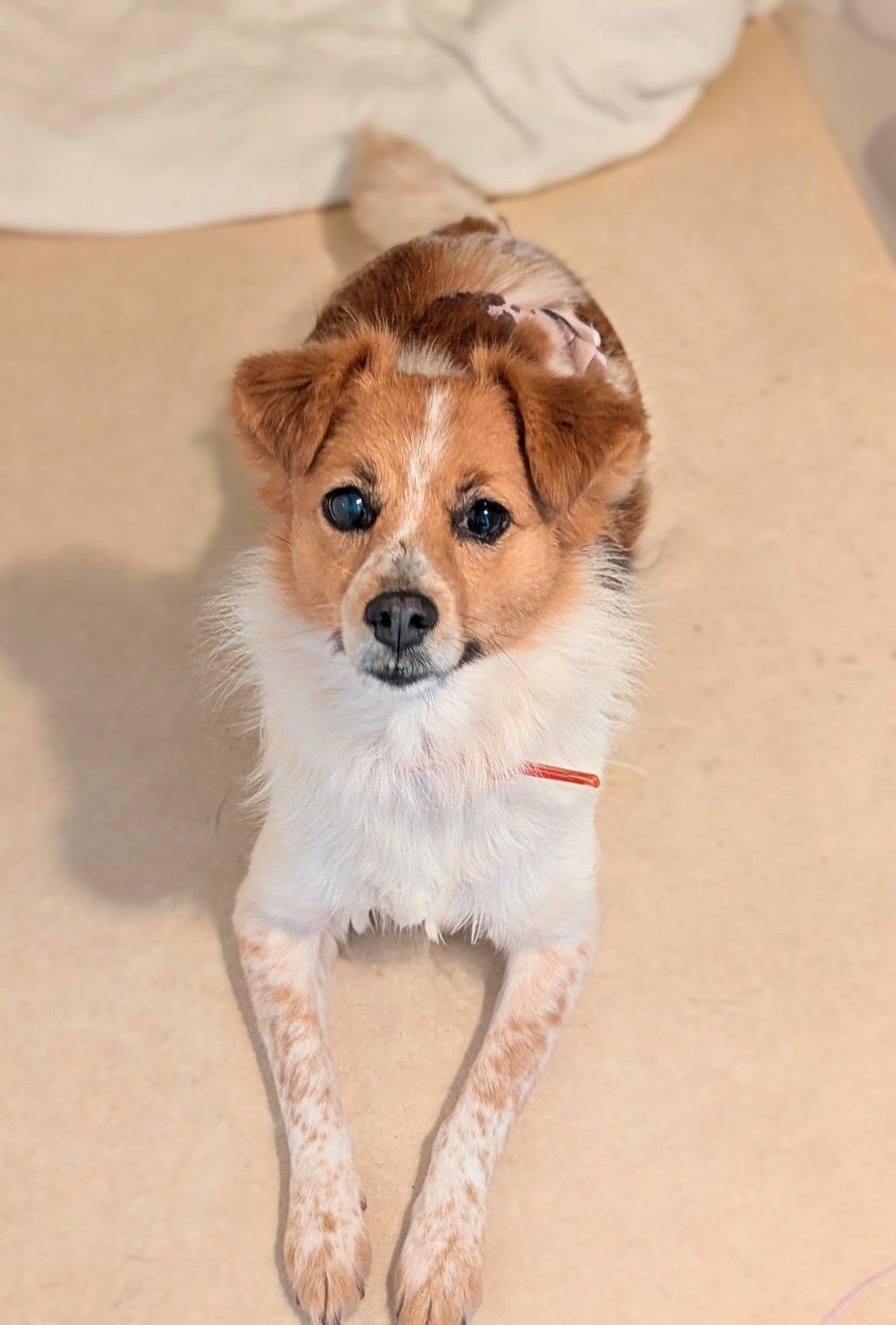 pet-image-3