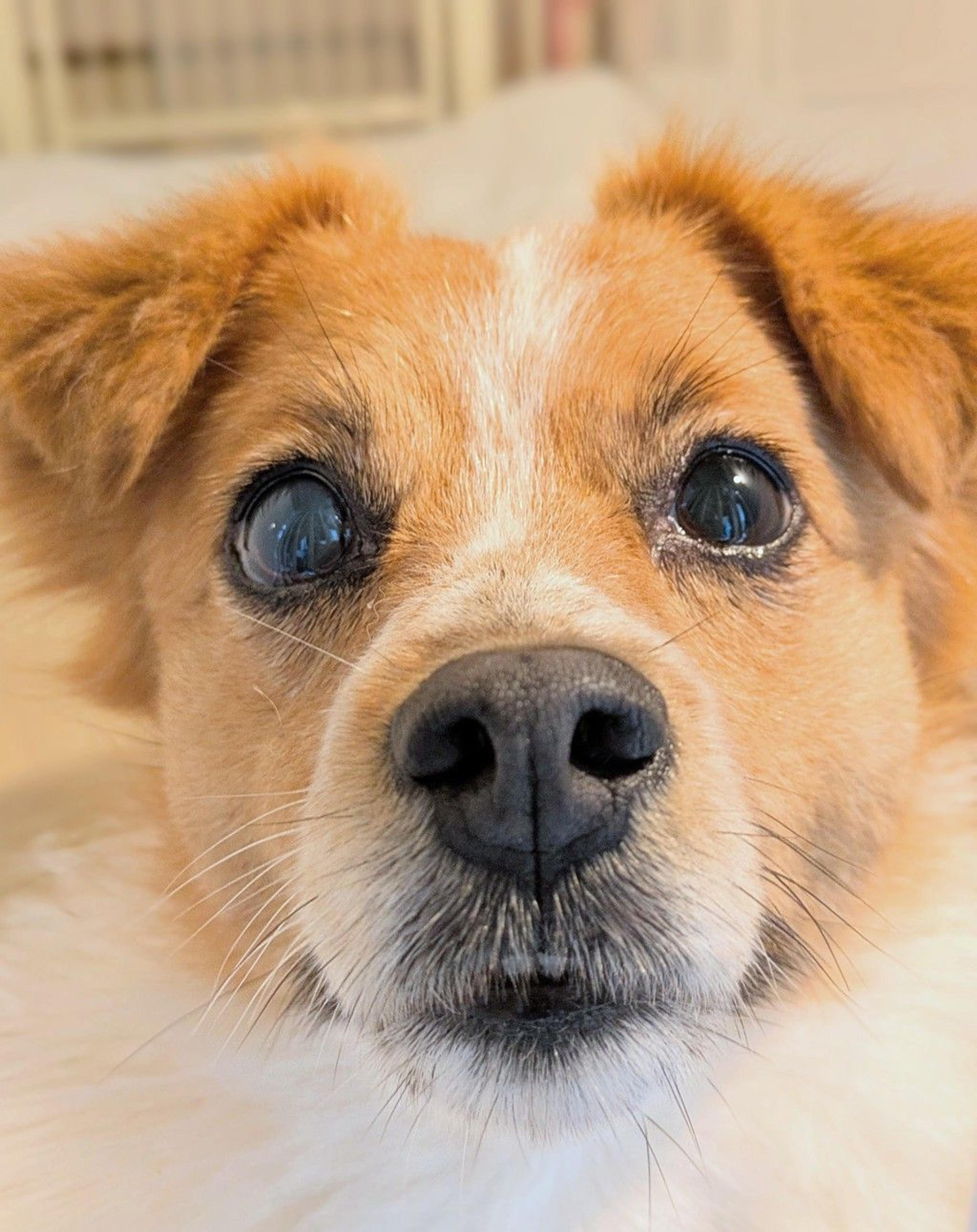 pet-image-5
