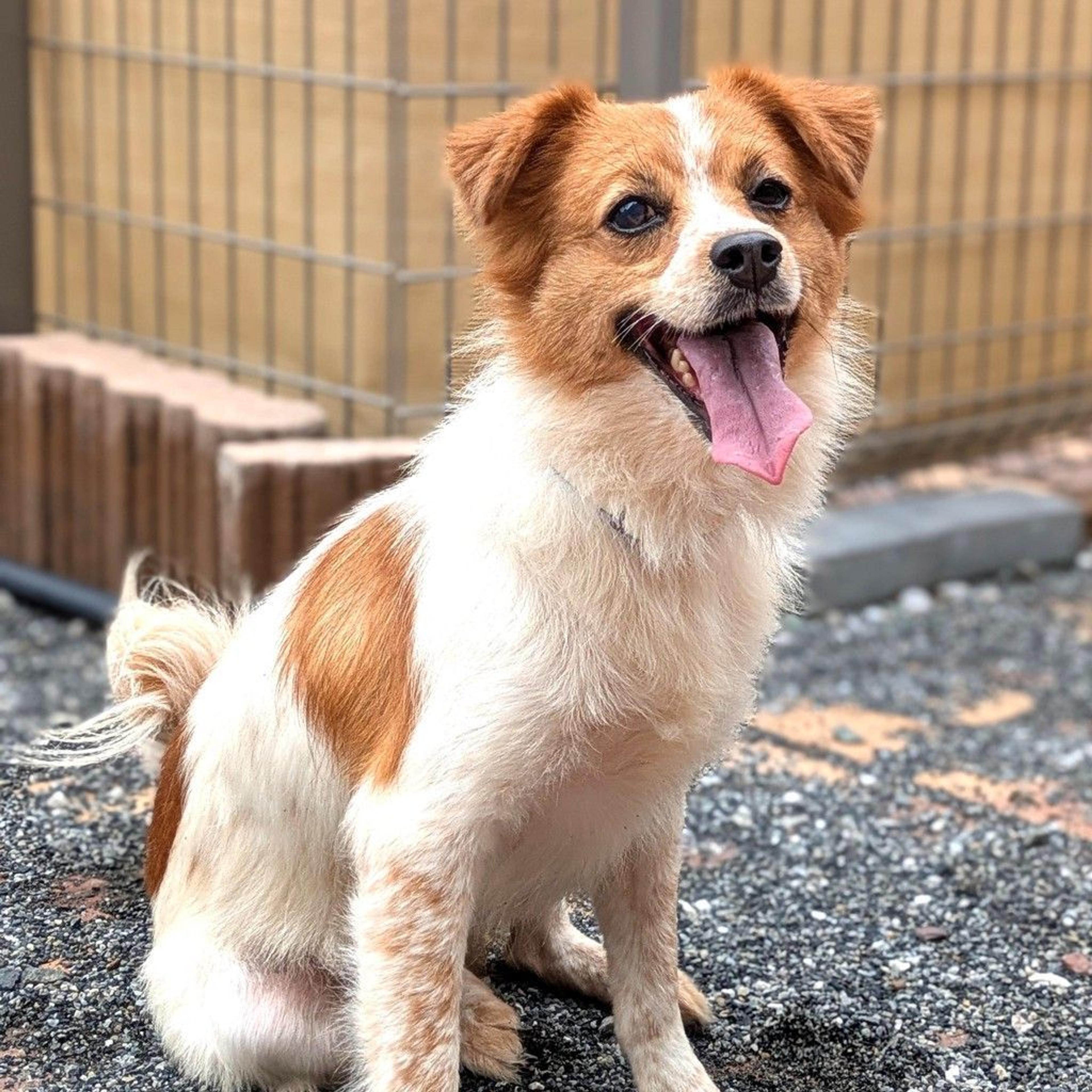 pet-image-6