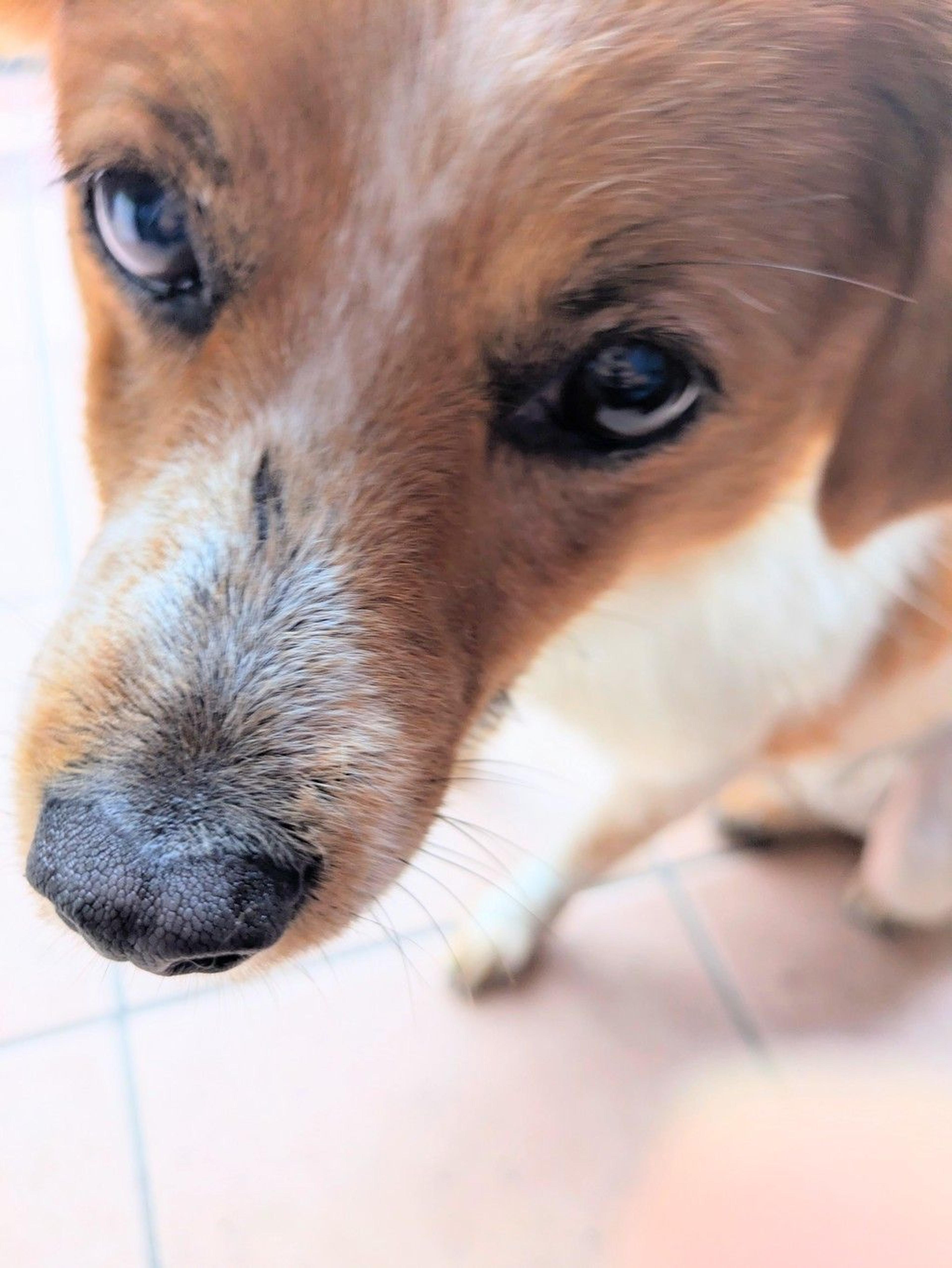 pet-image-7