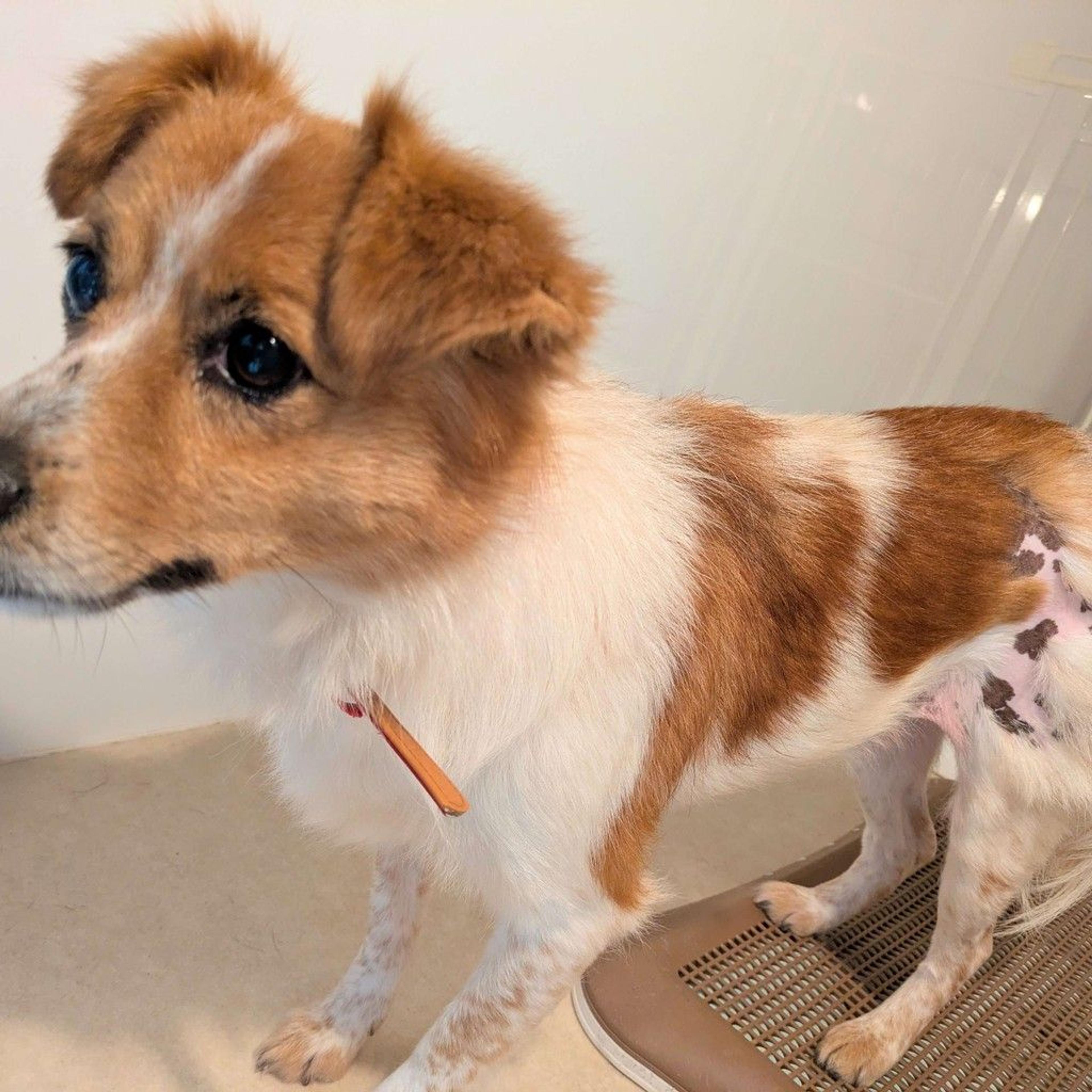 pet-image-10