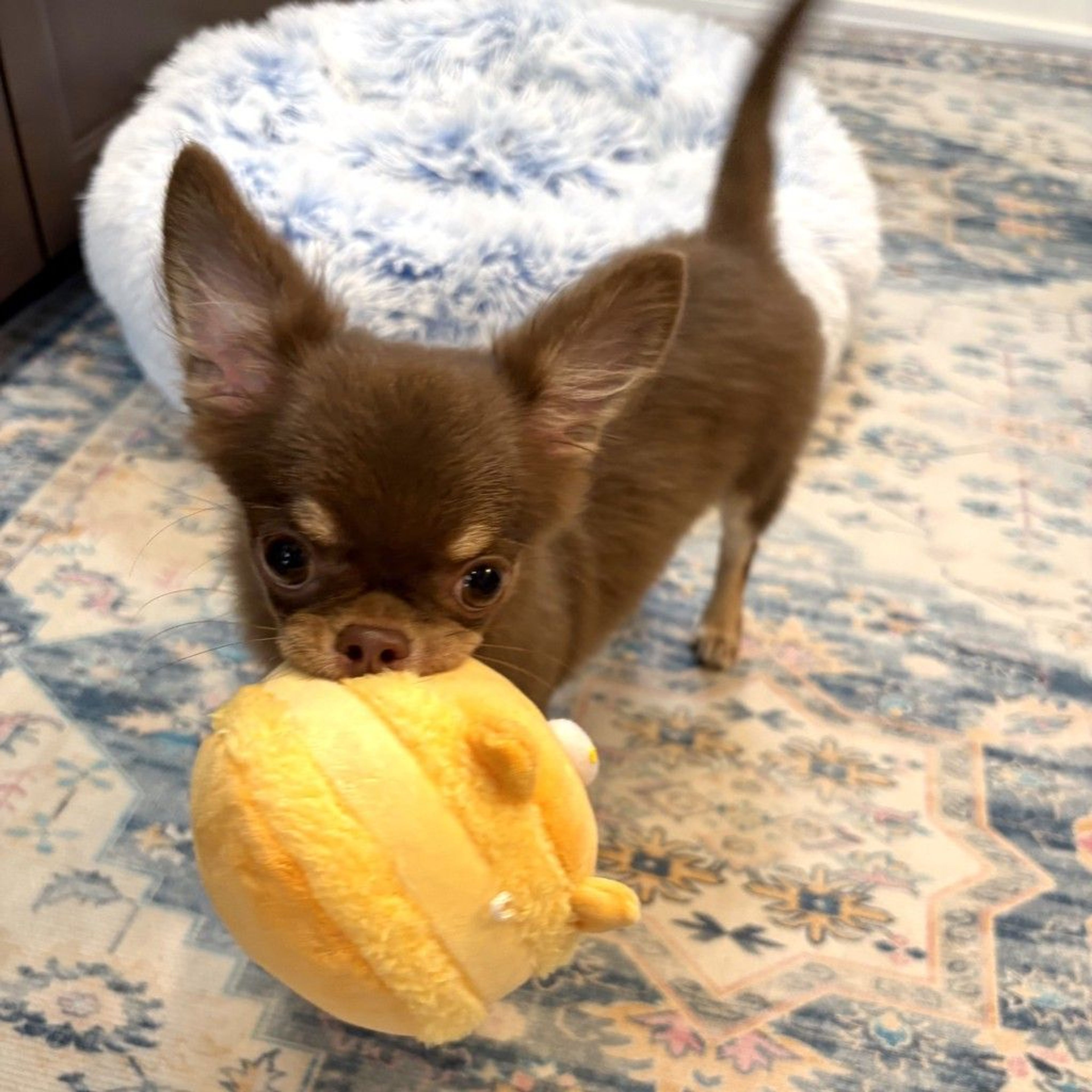 pet-image-3