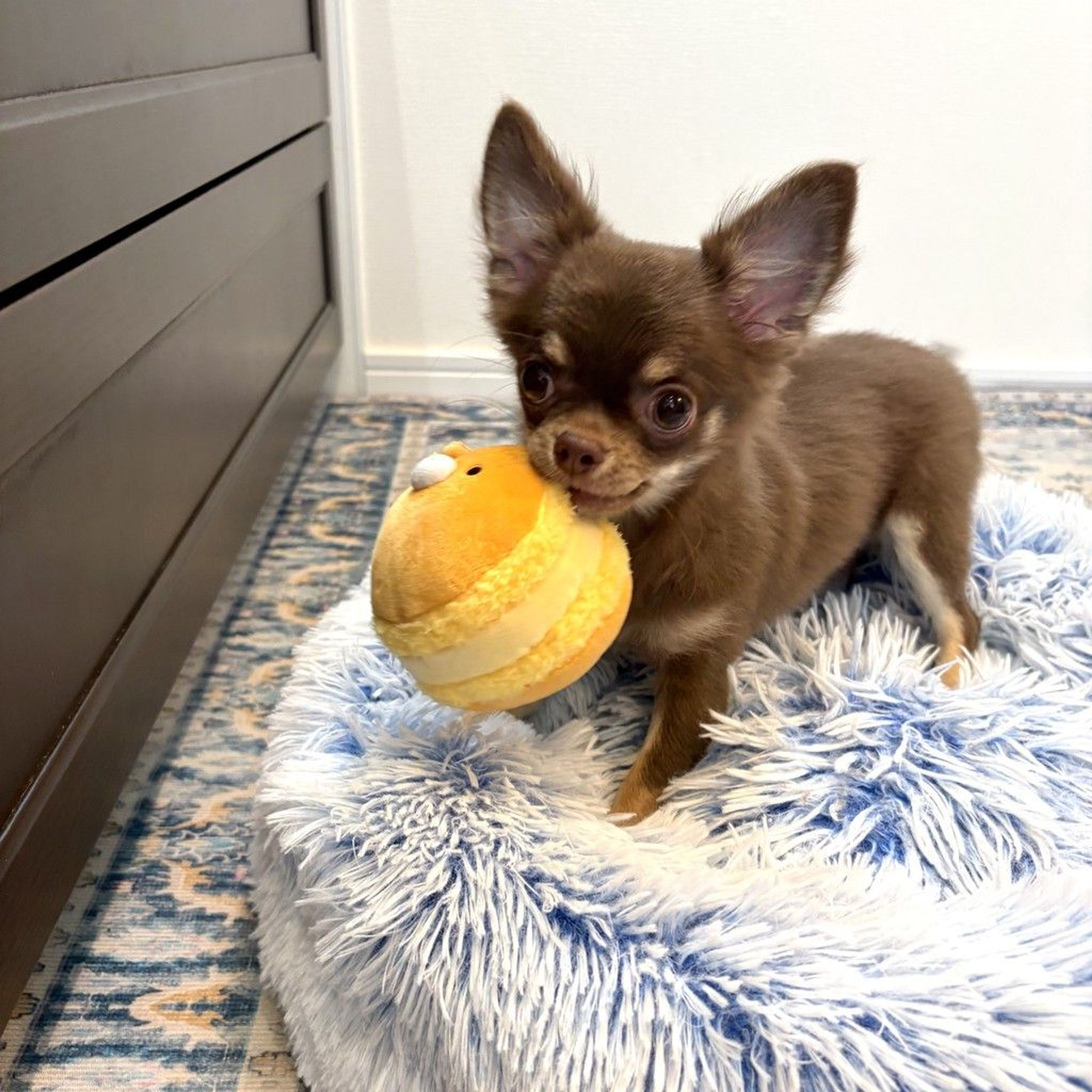 pet-image-4