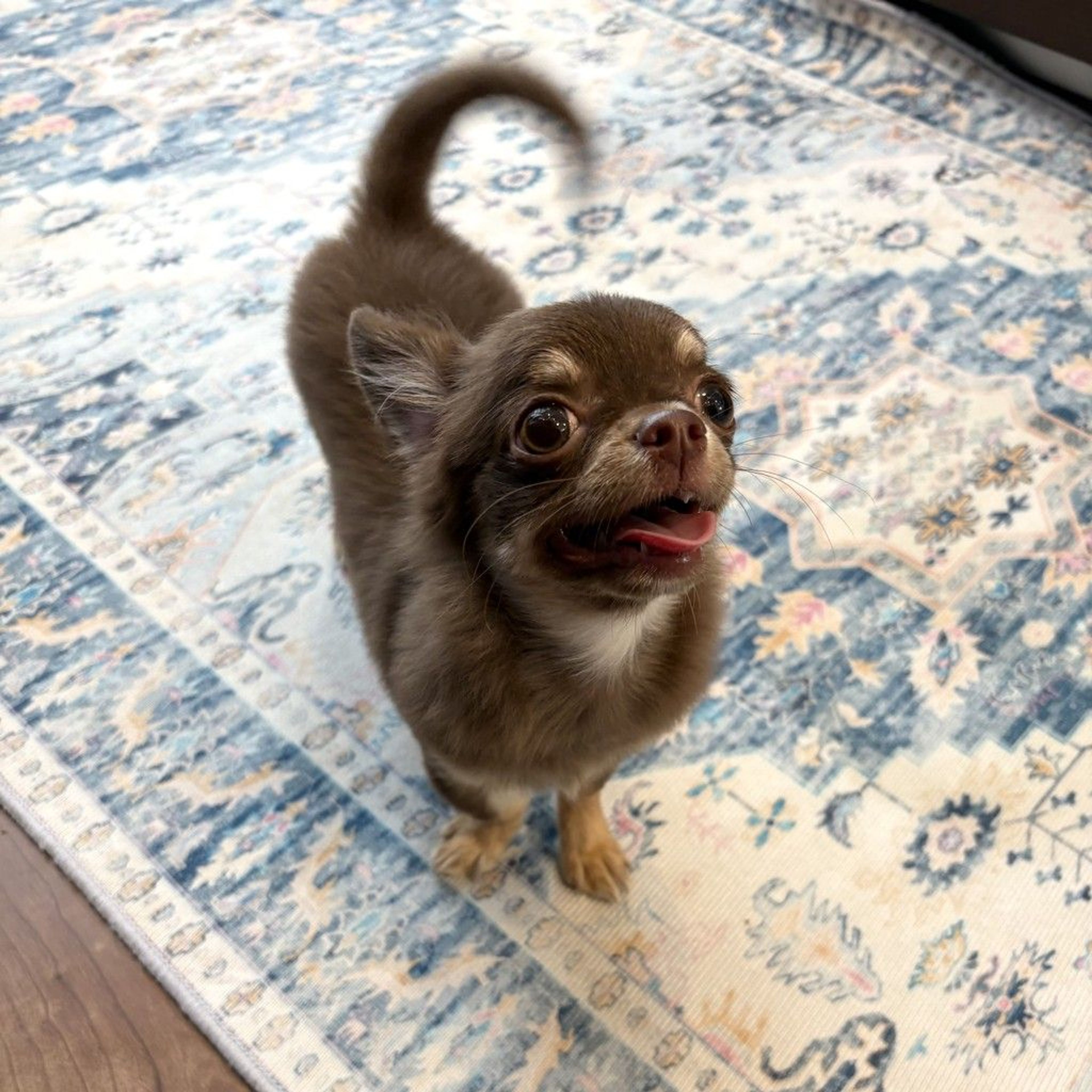 pet-image-5