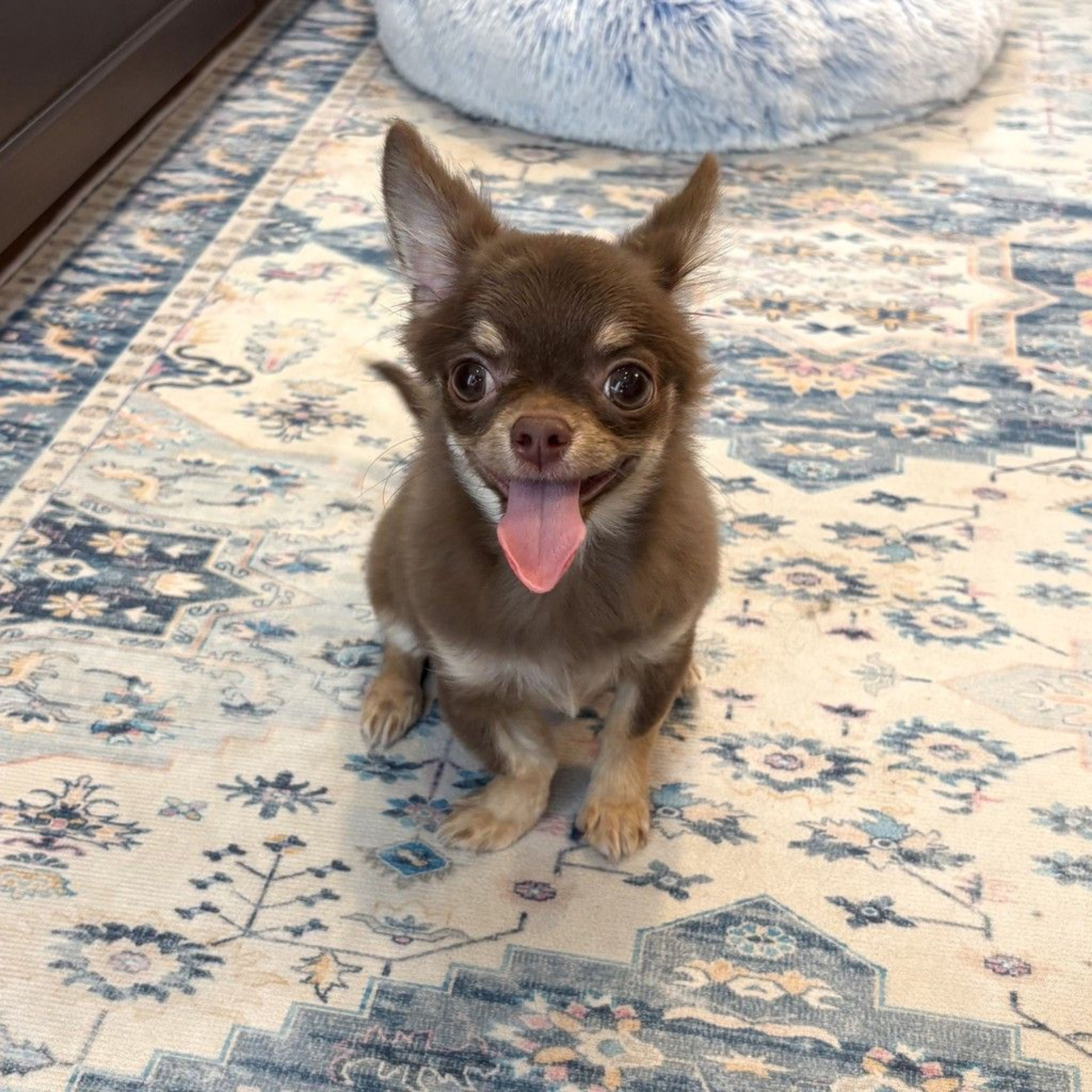 pet-image-8