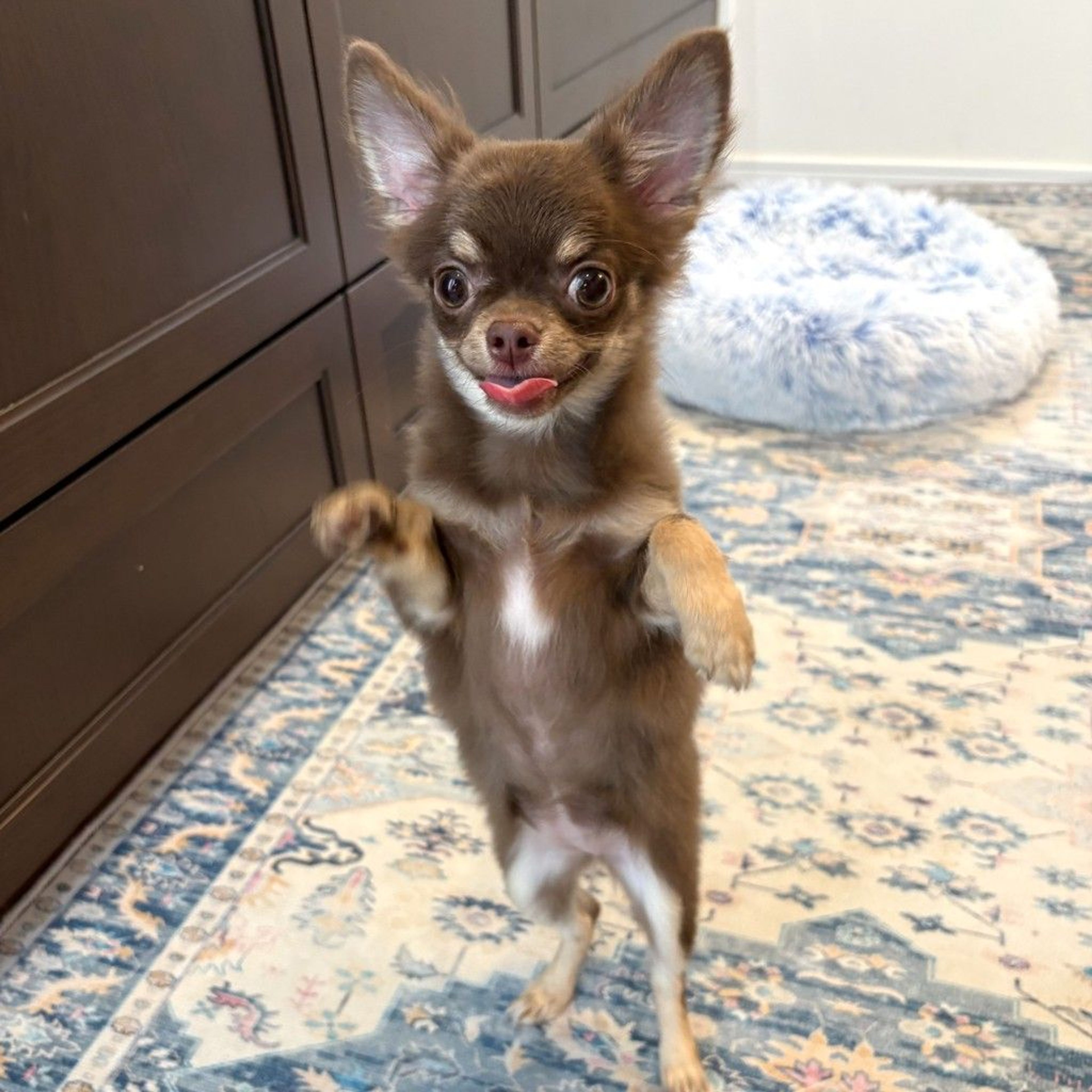 pet-image-9