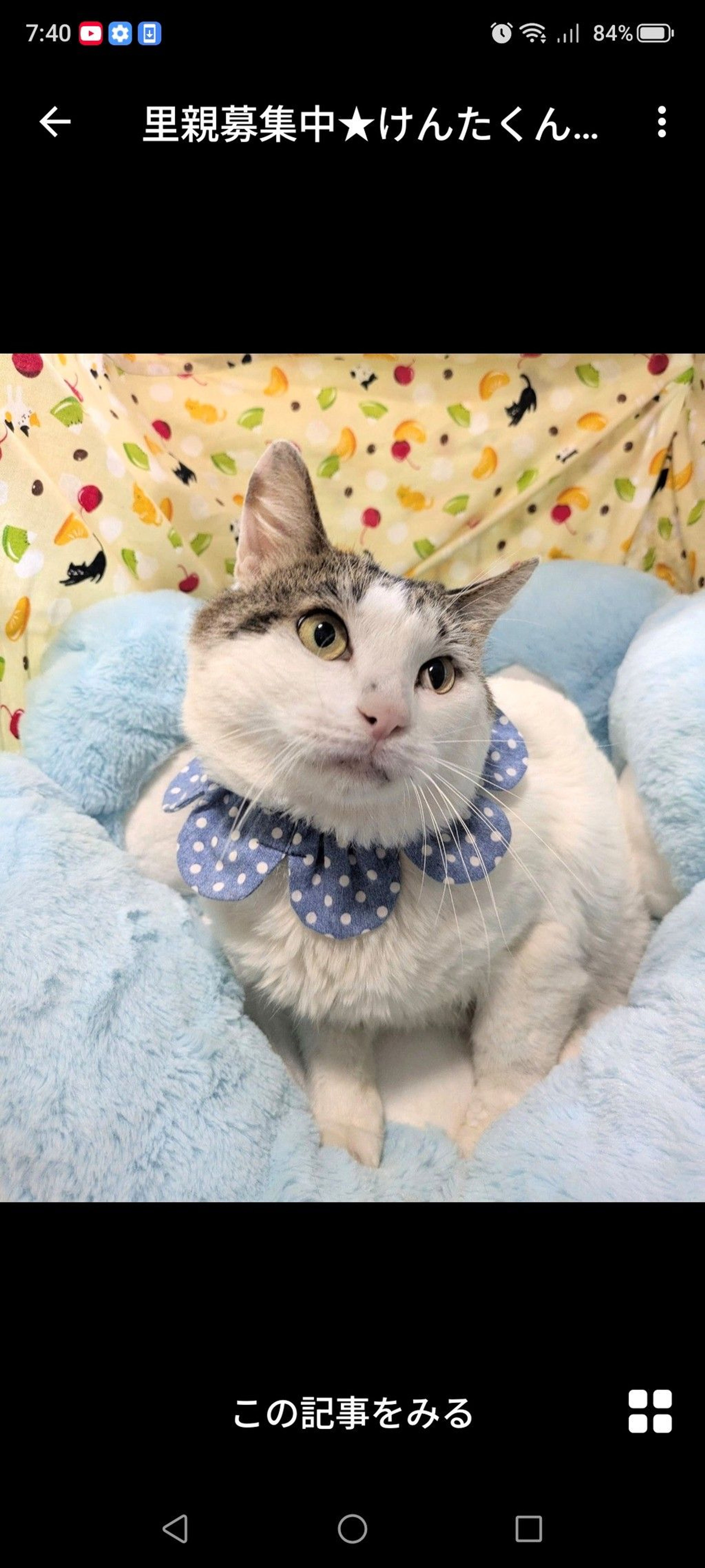 雑種（ミックス猫）・オスの里親募集の写真