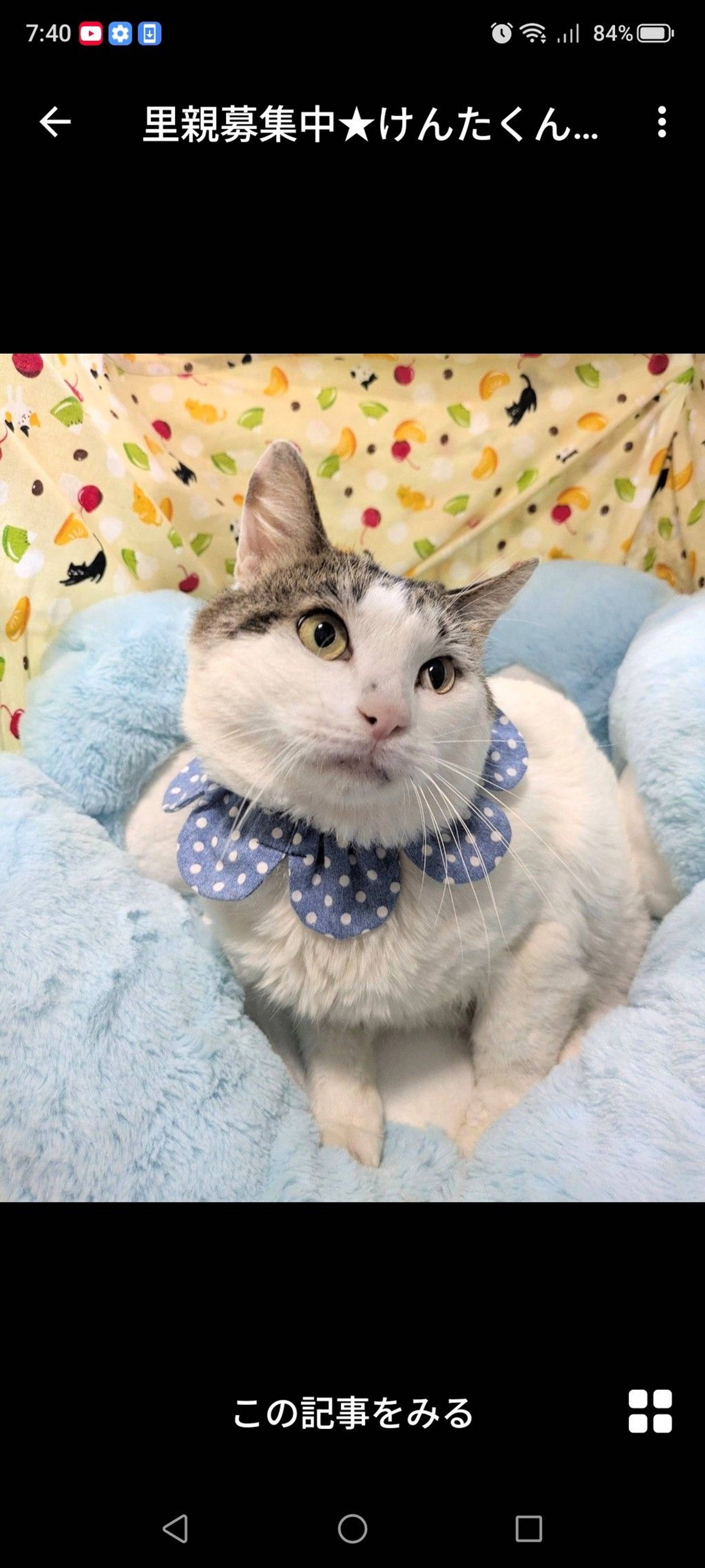 雑種（ミックス猫）・オスの里親募集の写真