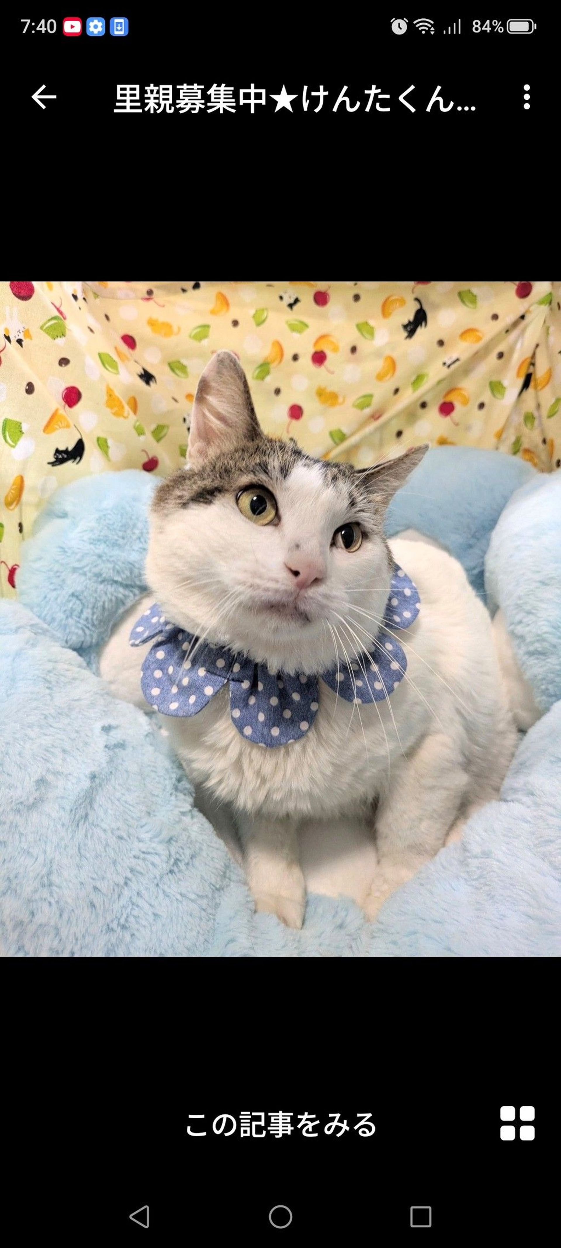 雑種（ミックス猫）・オスの里親募集の写真