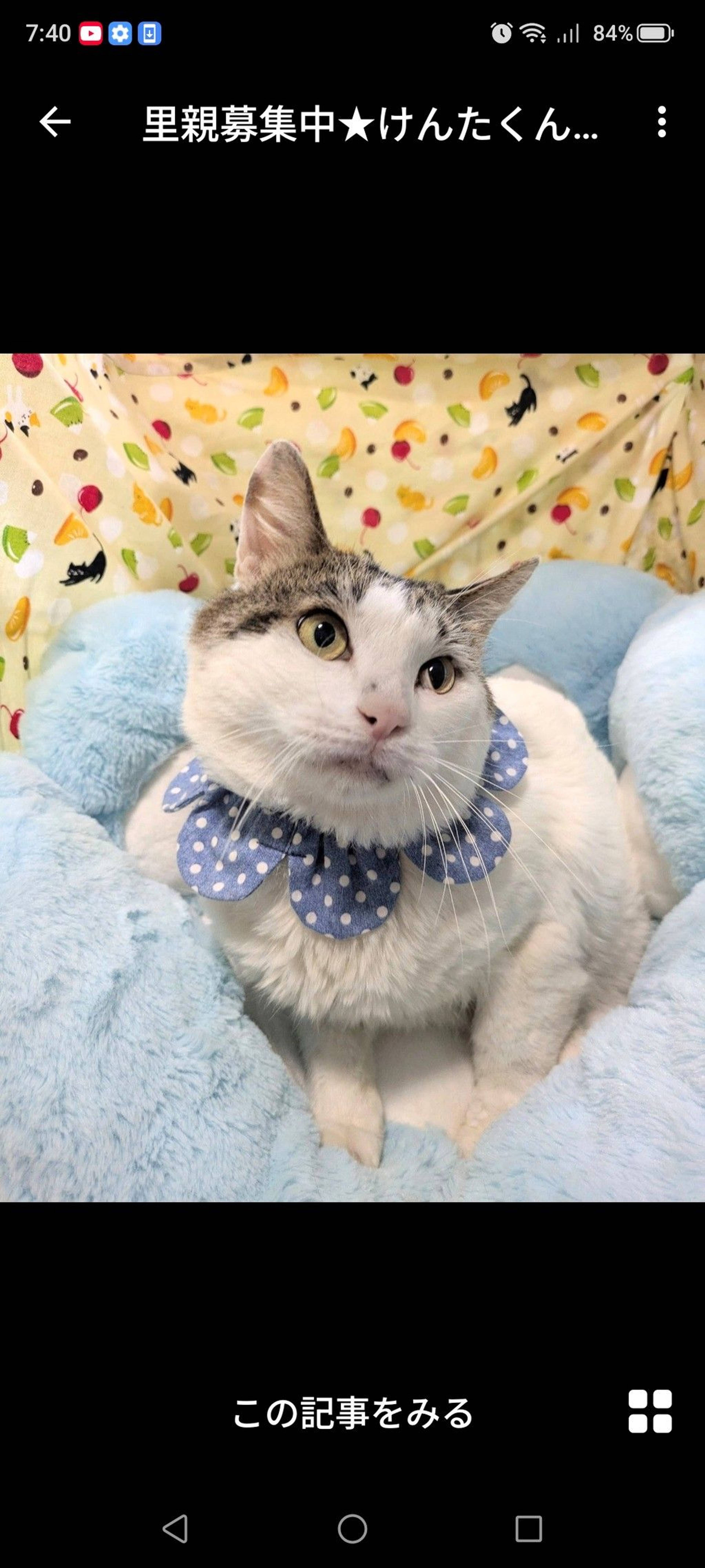 雑種（ミックス猫）・オスの里親募集の写真
