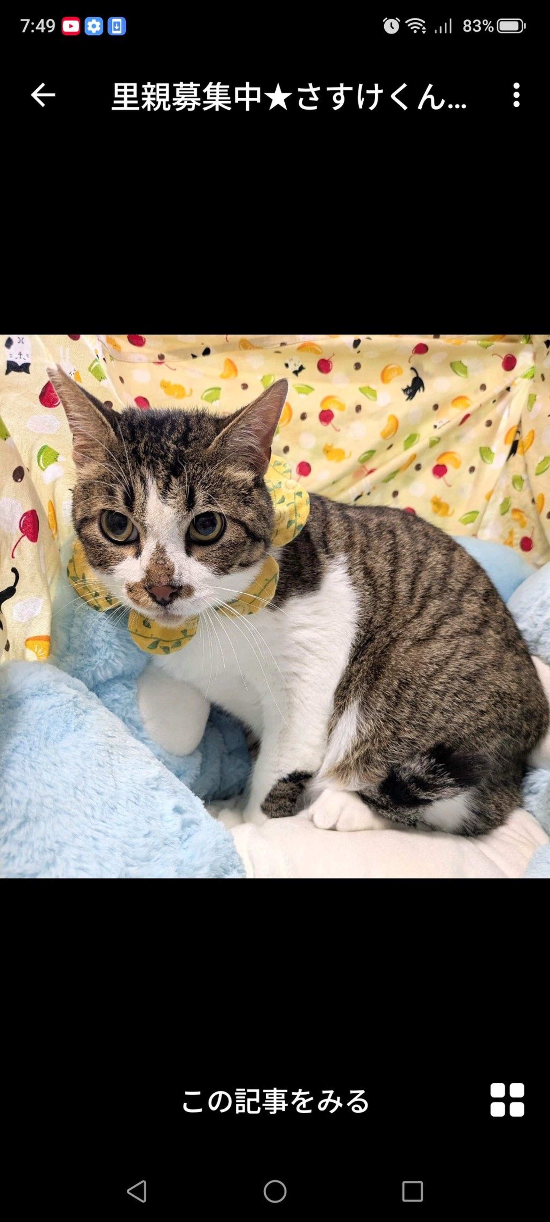 雑種（ミックス猫）・オスの里親募集の写真