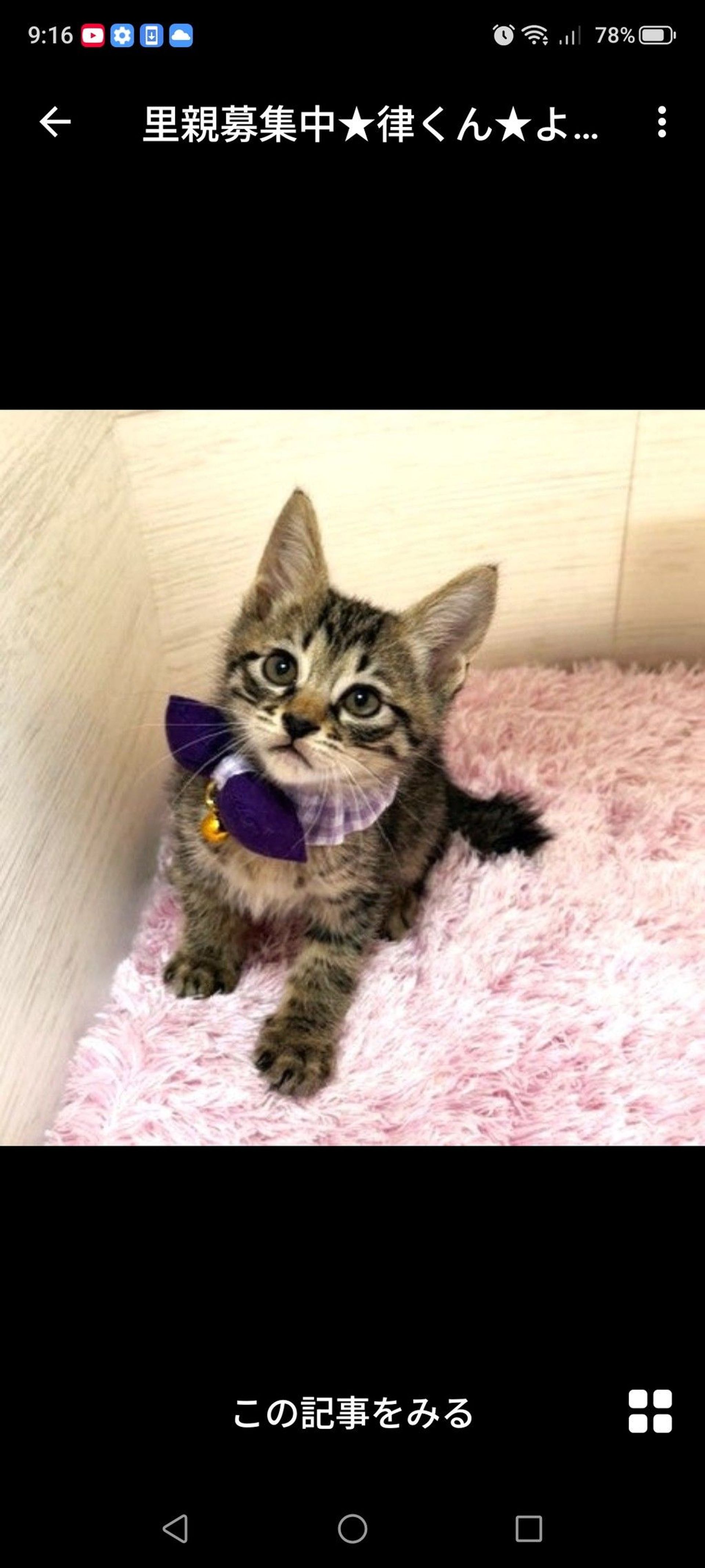 雑種（ミックス猫）・オスの里親募集の写真
