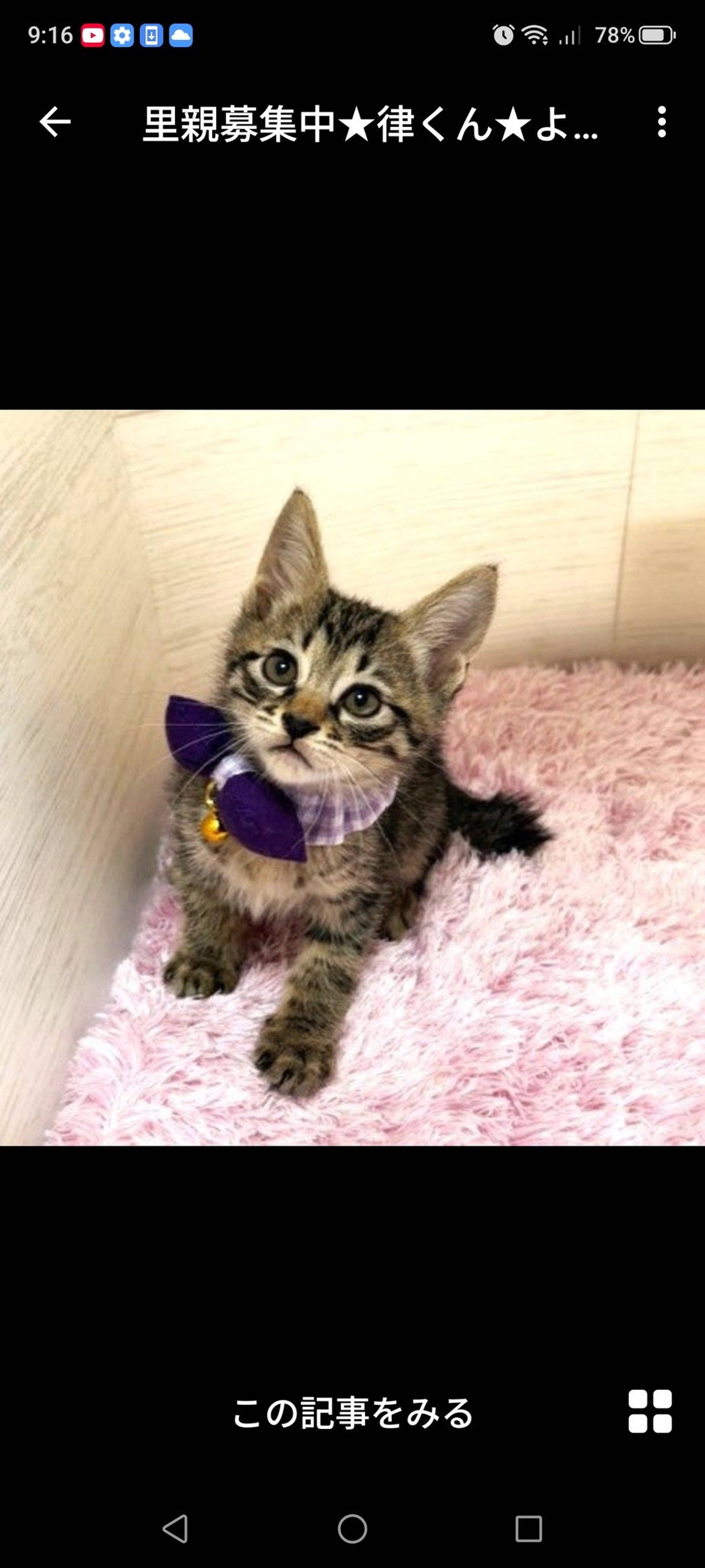 雑種（ミックス猫）・オスの里親募集の写真