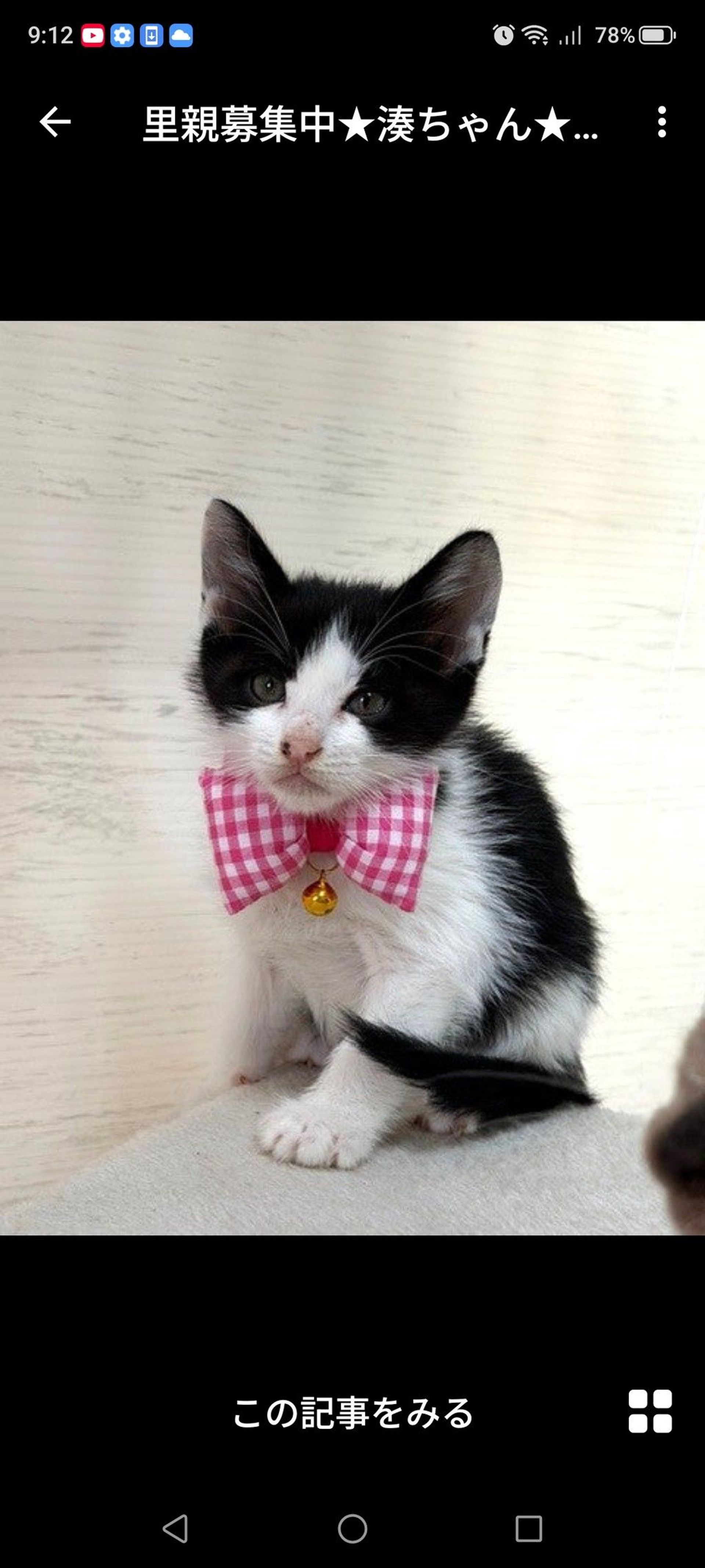 雑種（ミックス猫）・メスの里親募集の写真
