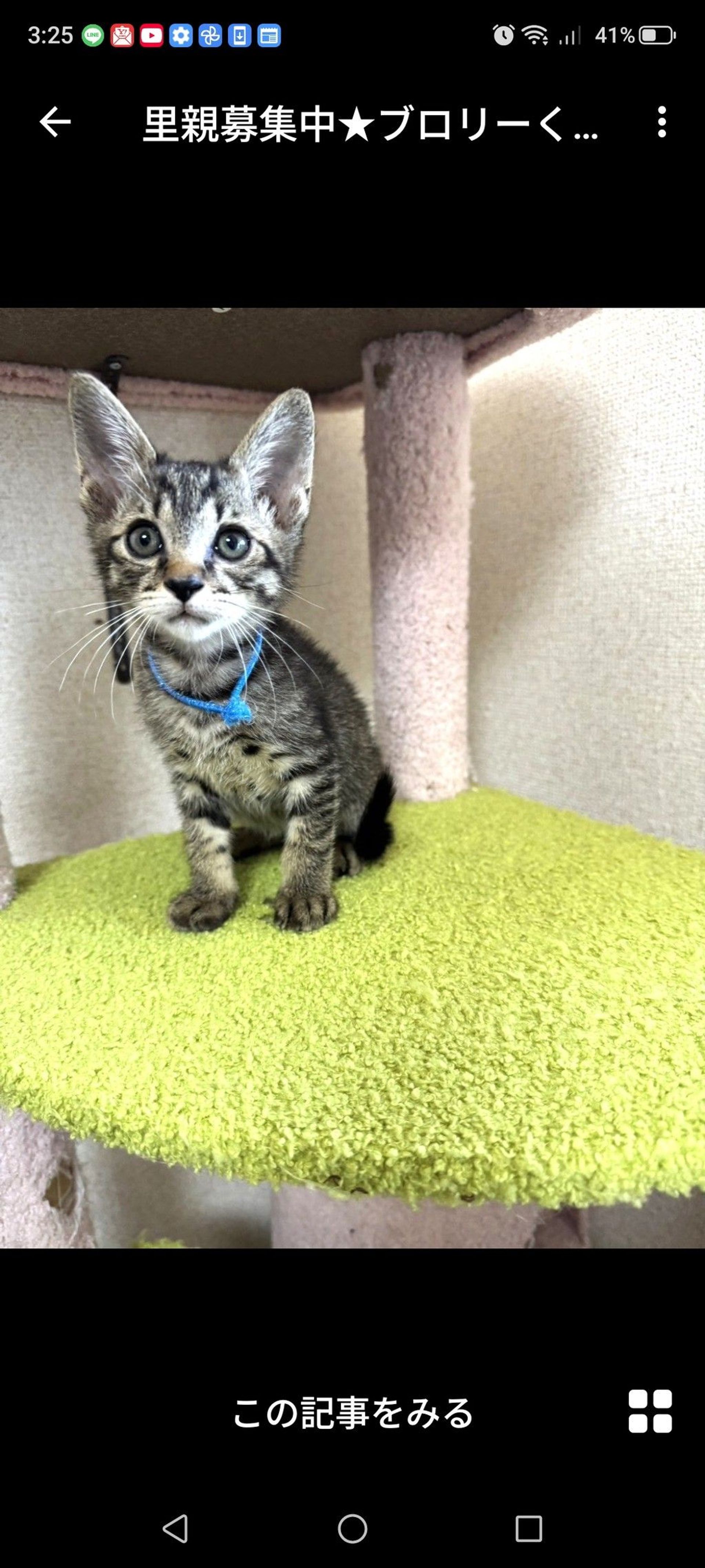雑種（ミックス猫）・オスの里親募集の写真