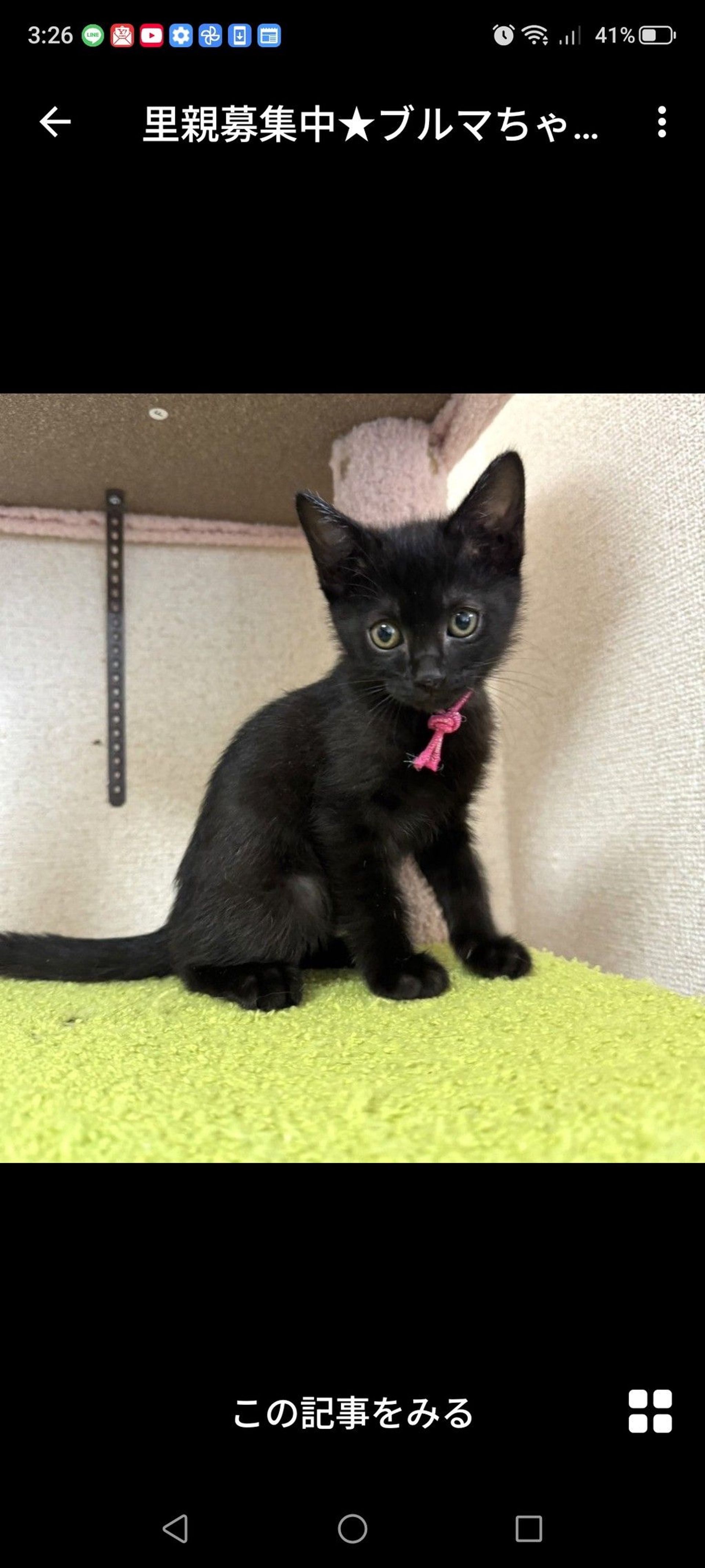 雑種（ミックス猫）・メスの里親募集の写真
