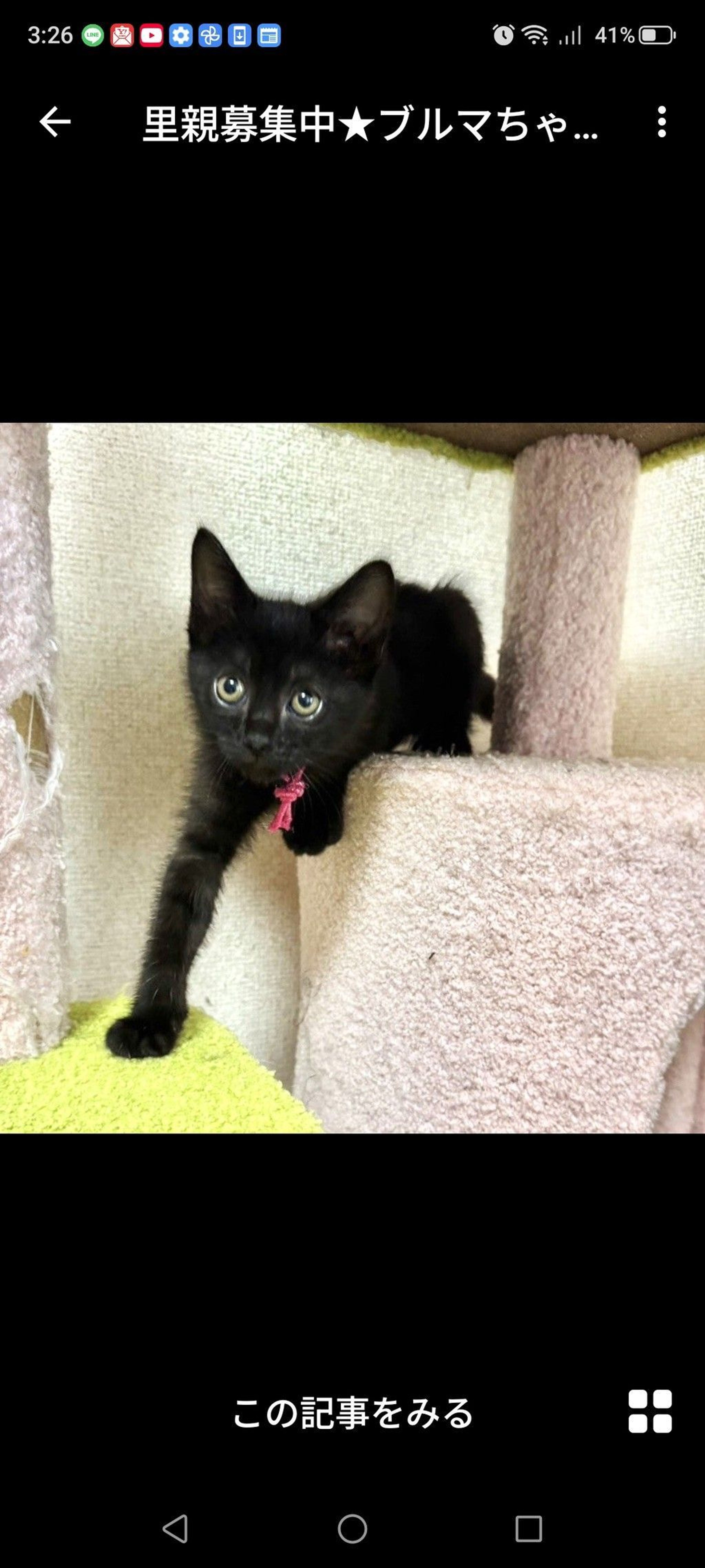 pet-image-2