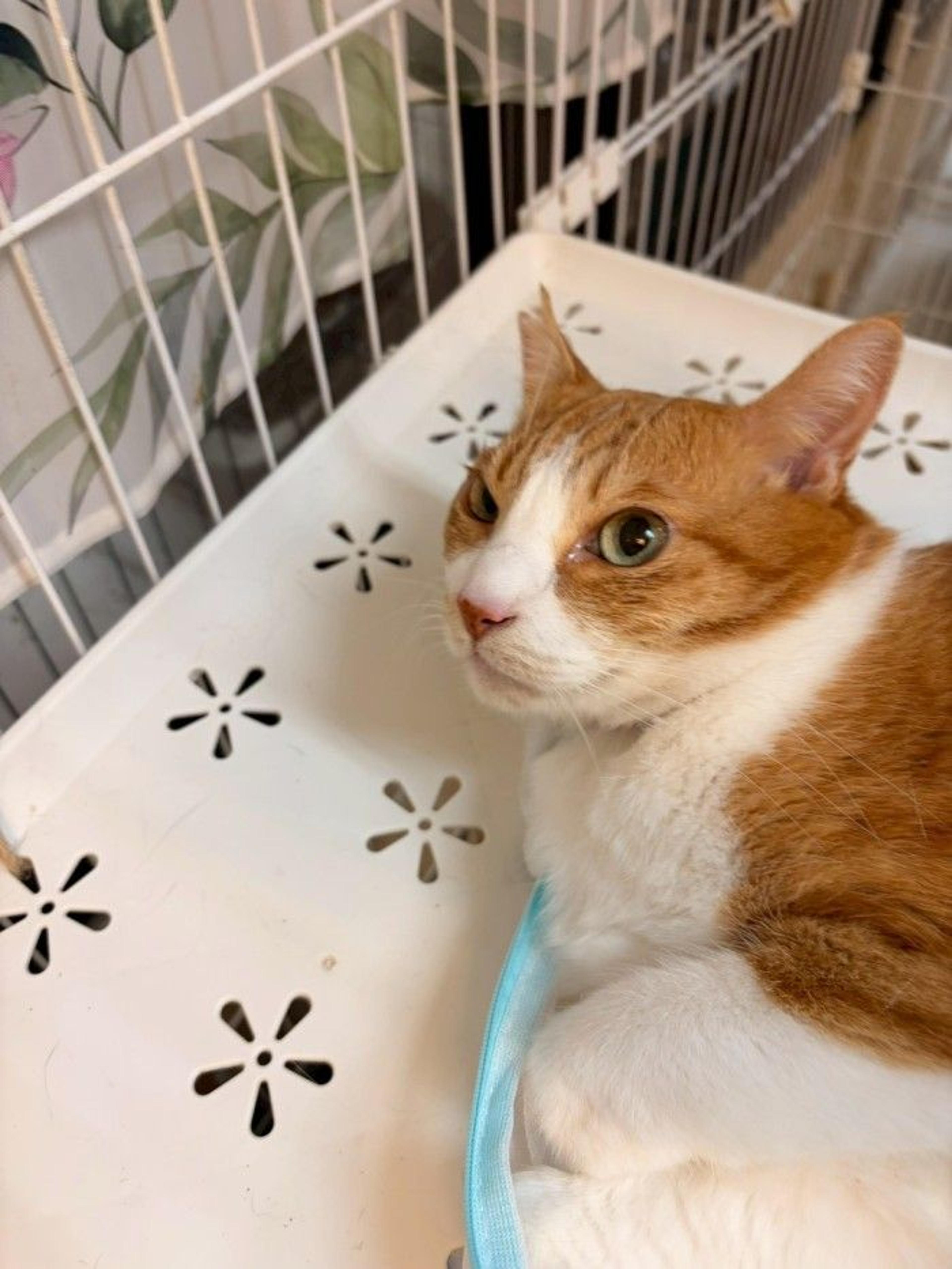 pet-image-4