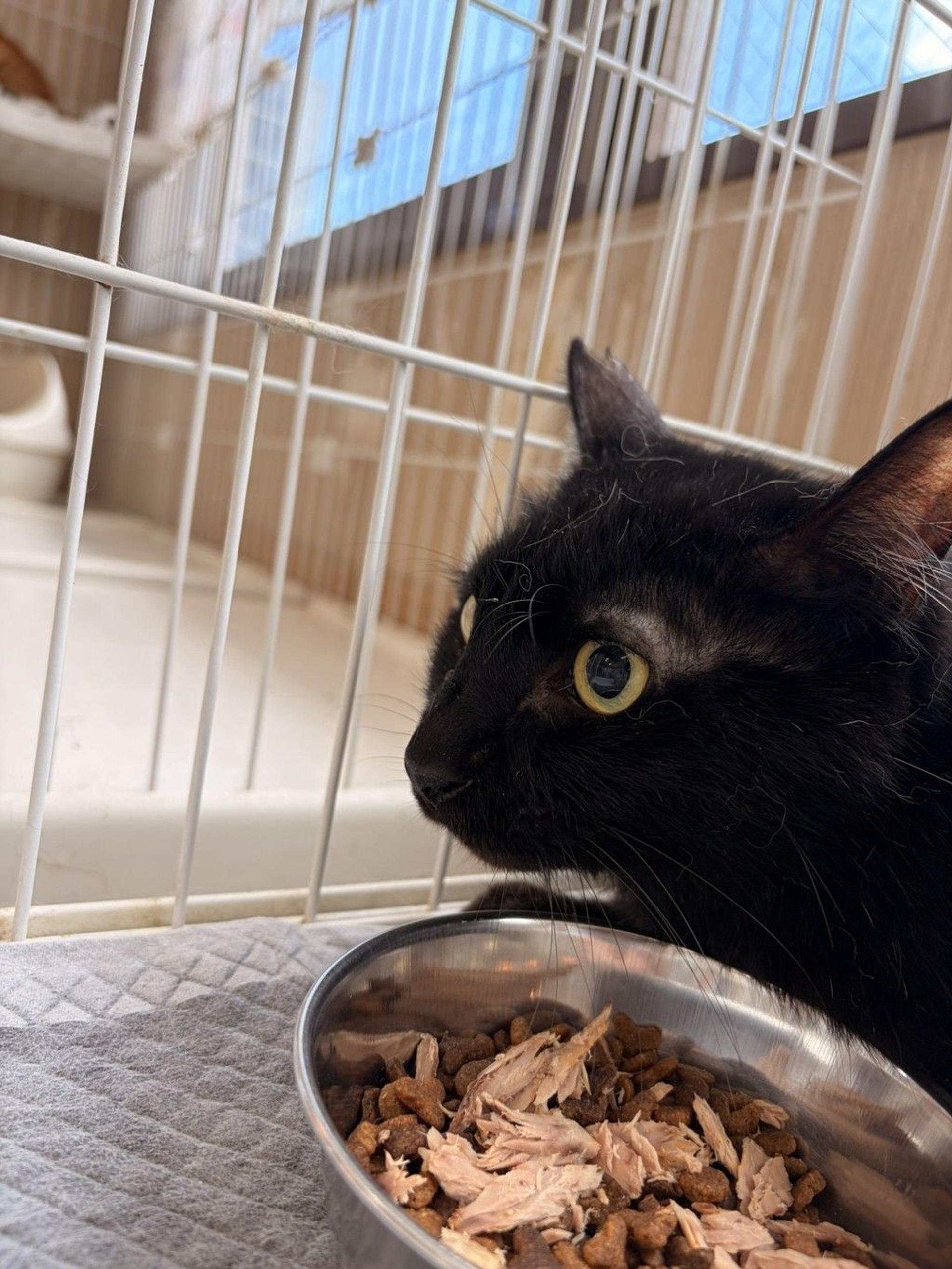pet-image-3