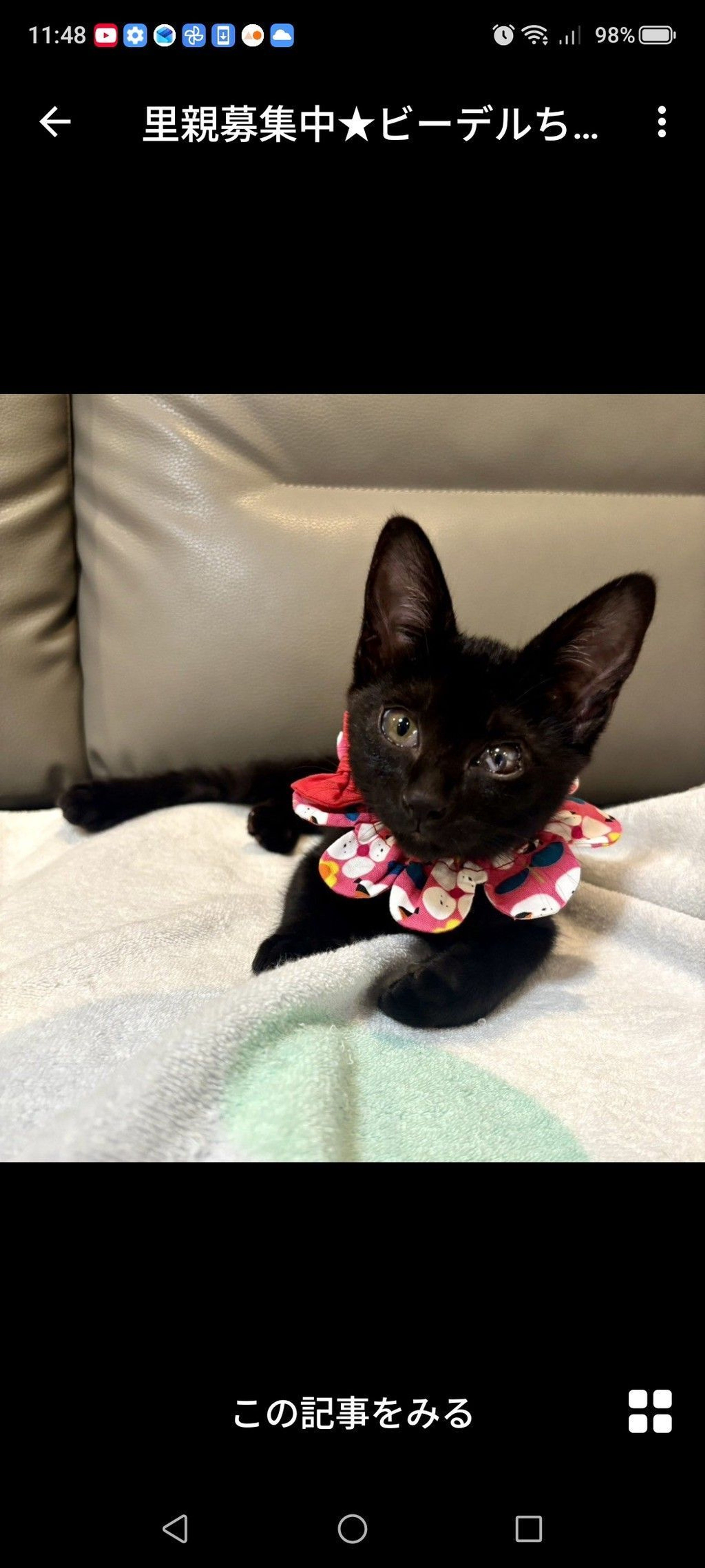 雑種（ミックス猫）・メスの里親募集の写真
