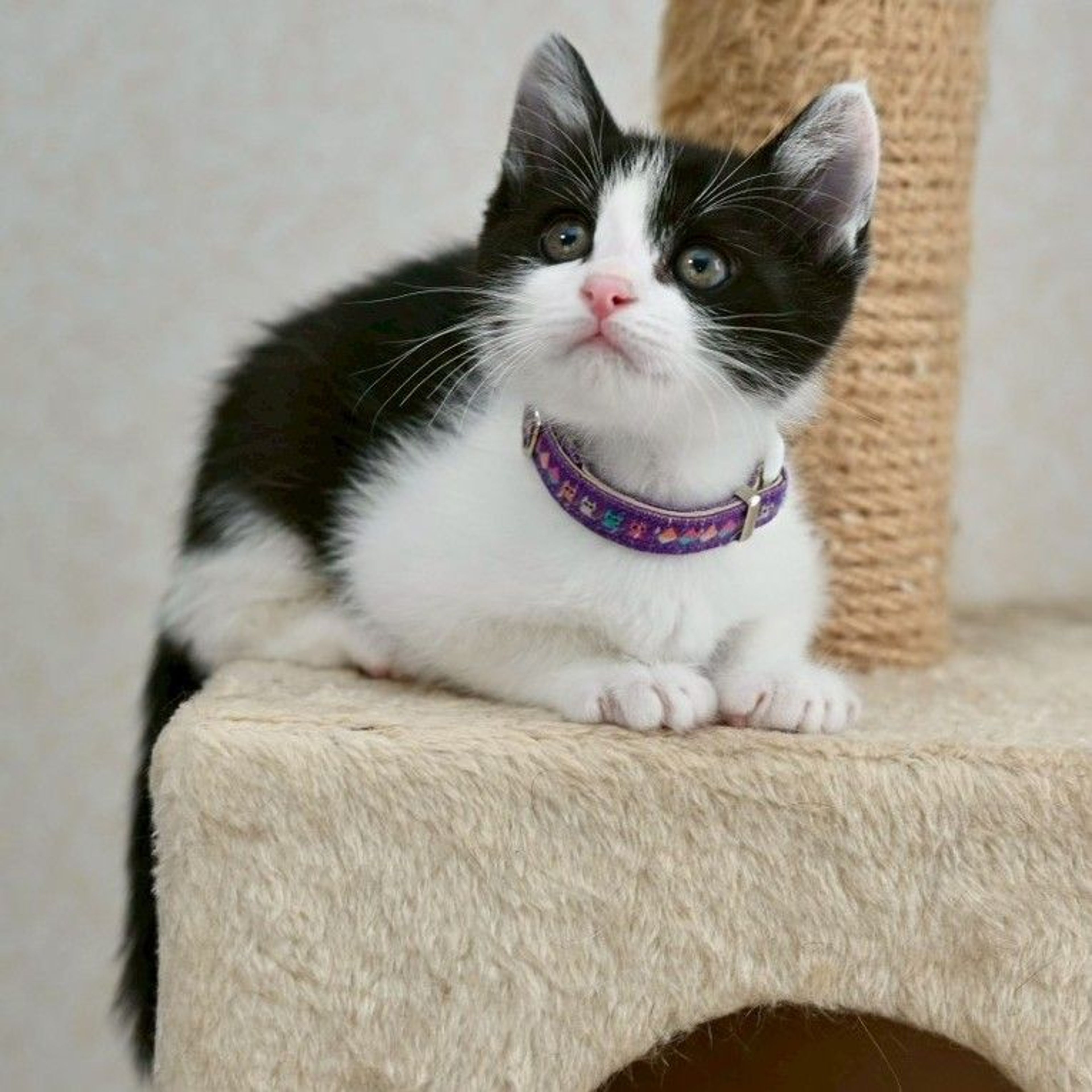 pet-image-4