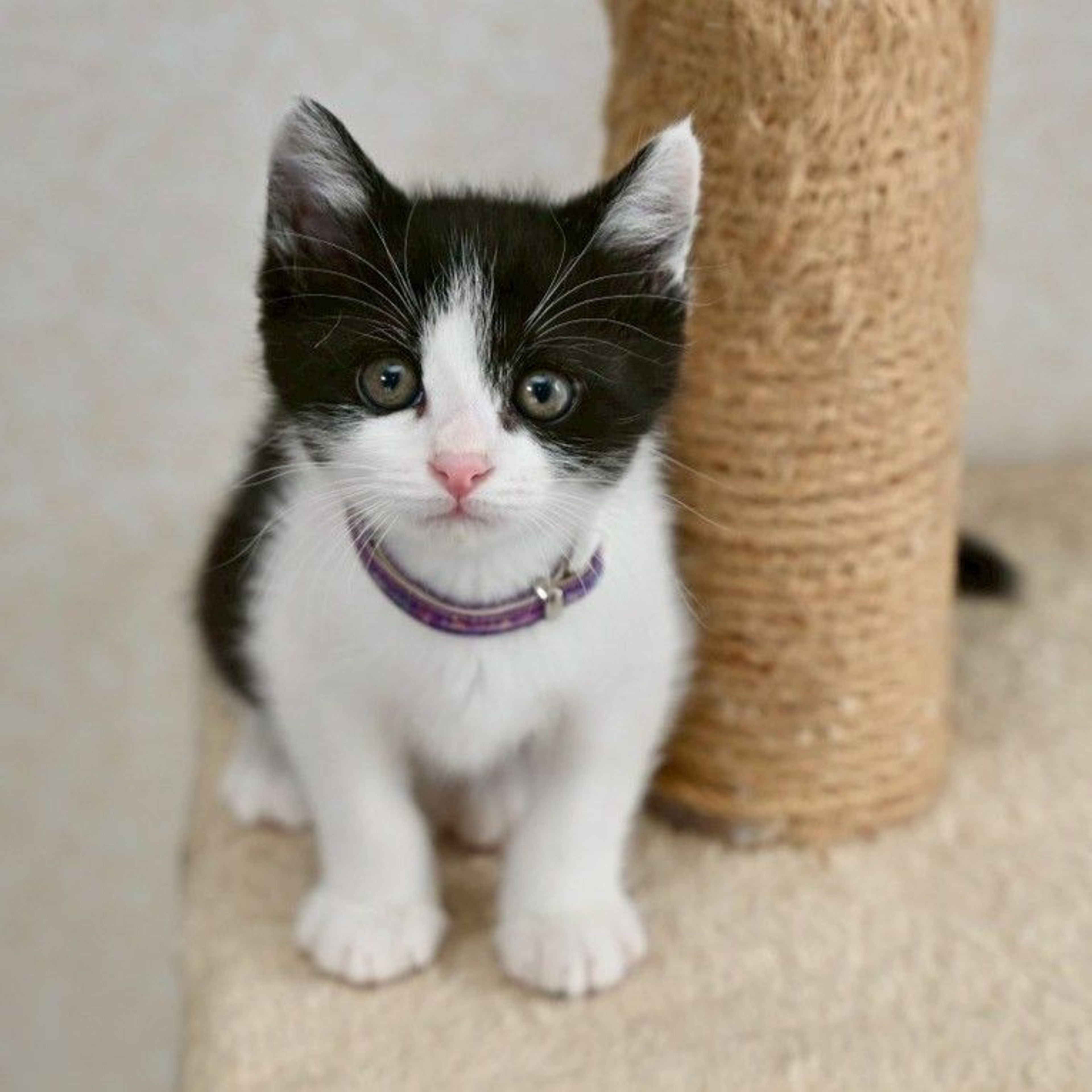 pet-image-5