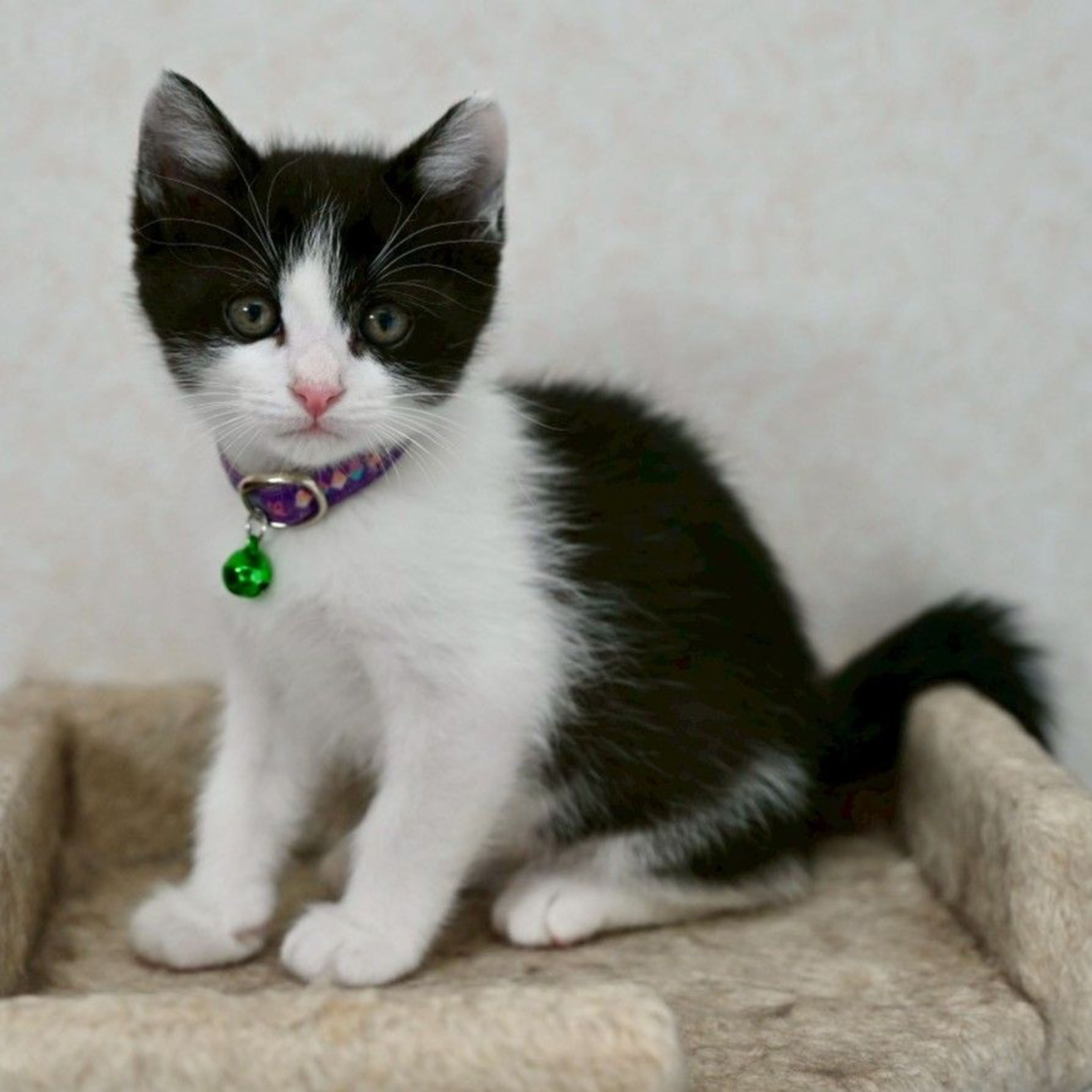 pet-image-6