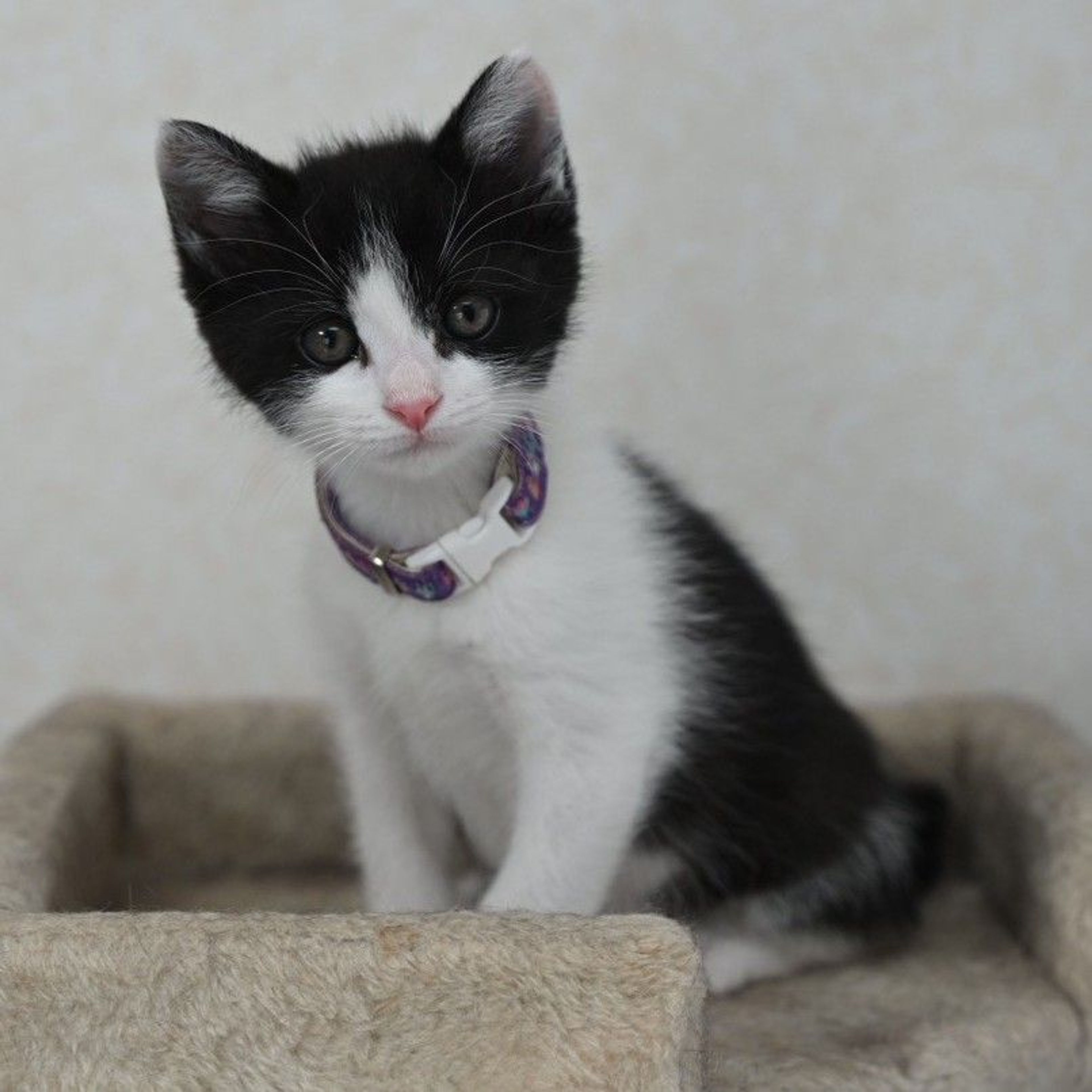 pet-image-7