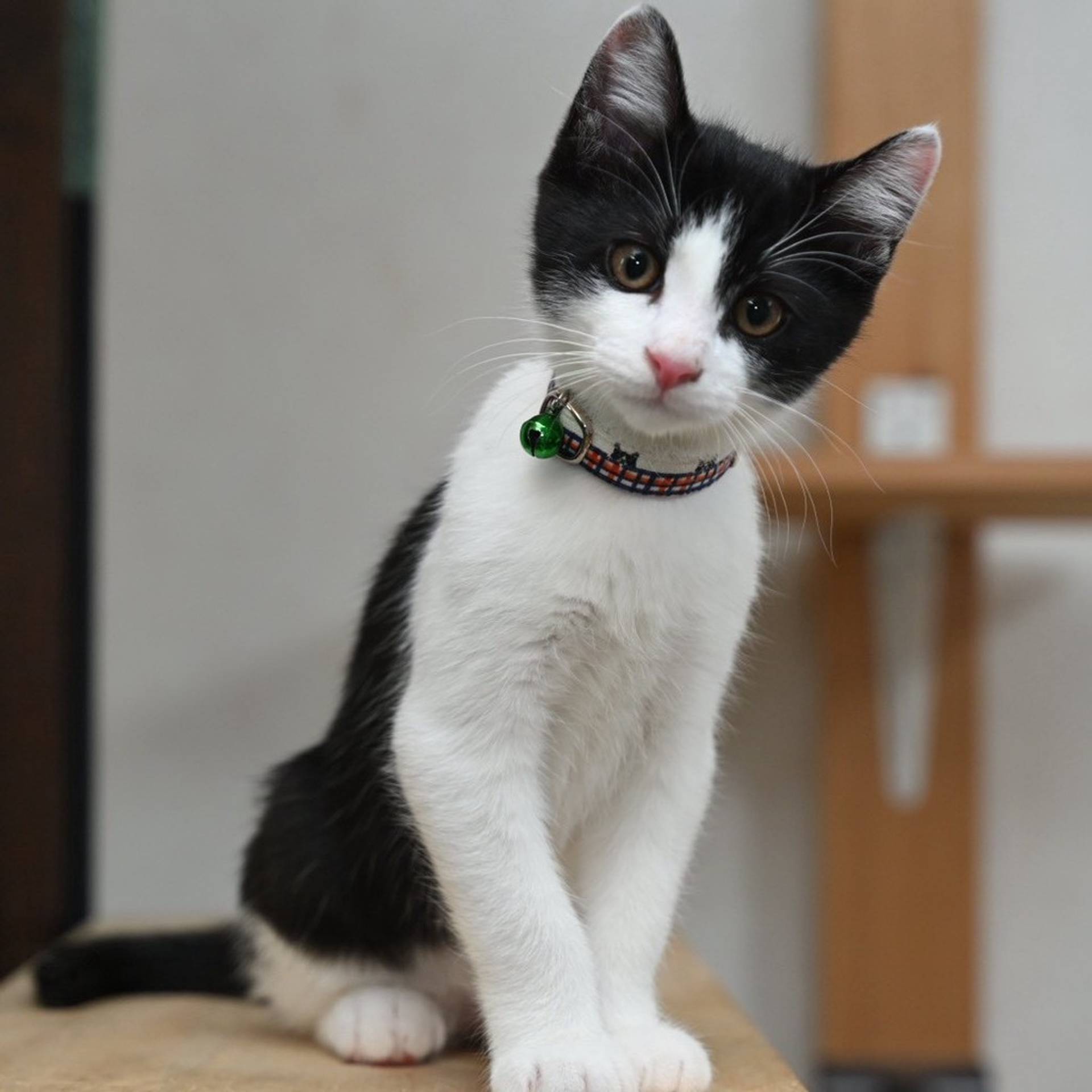 雑種（ミックス猫）・オスの里親募集の写真